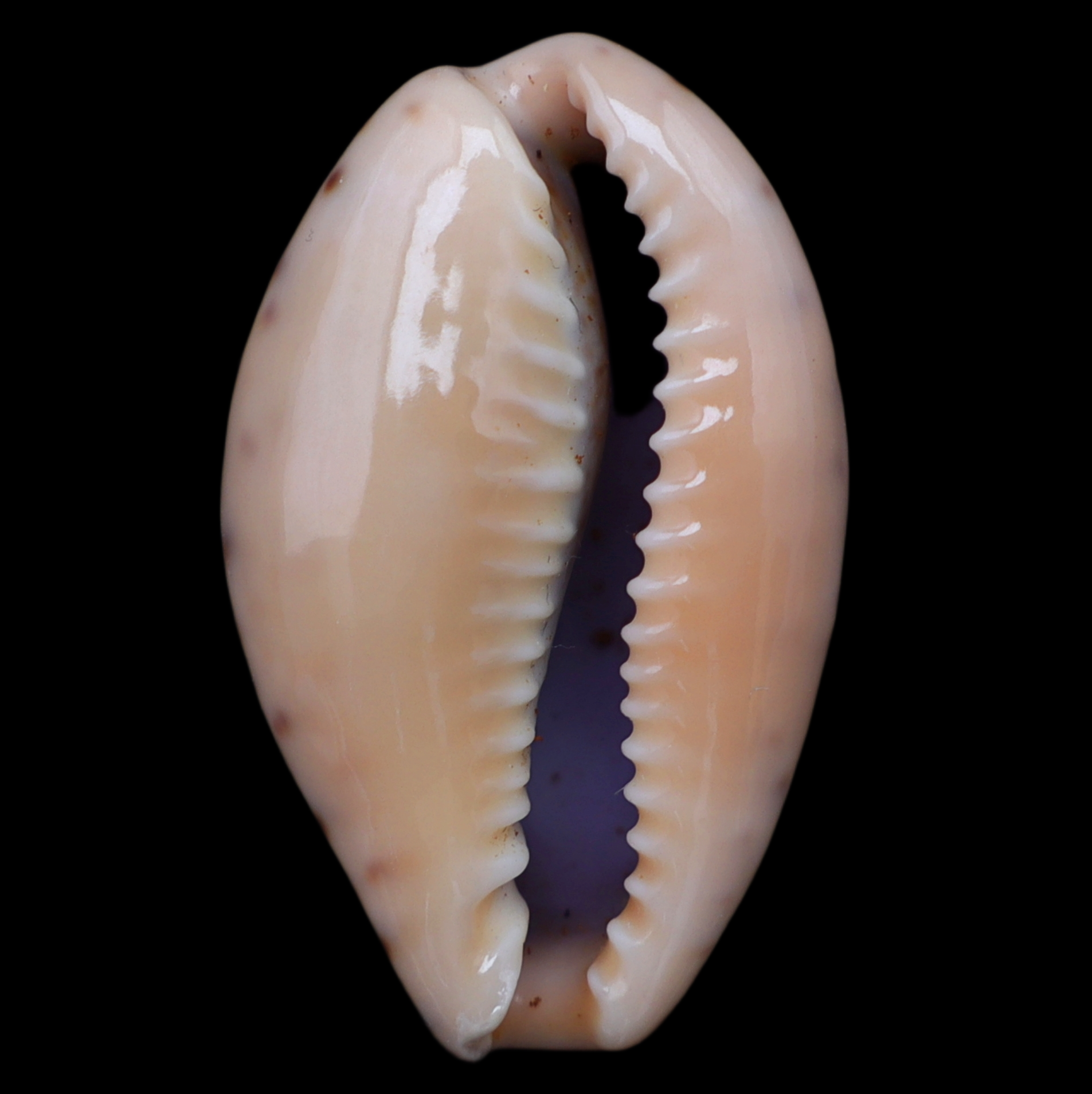 CY313 Pseudozonaria aequinoctialis