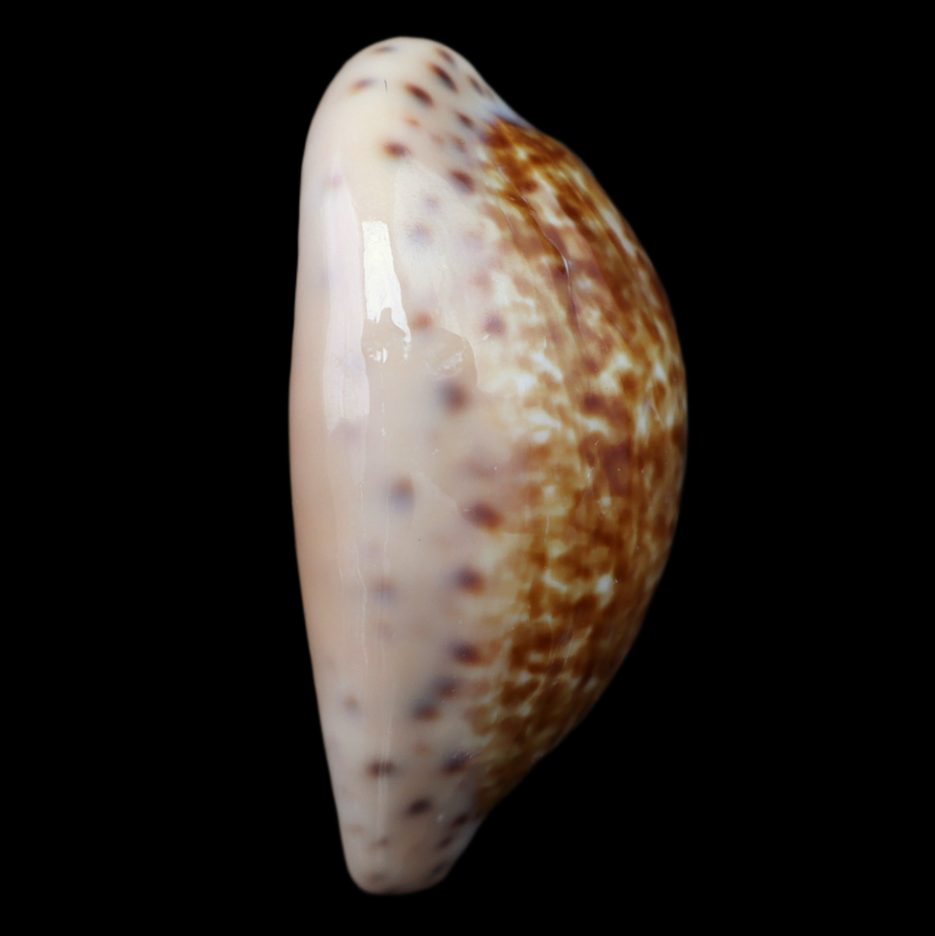 CY313 Pseudozonaria aequinoctialis