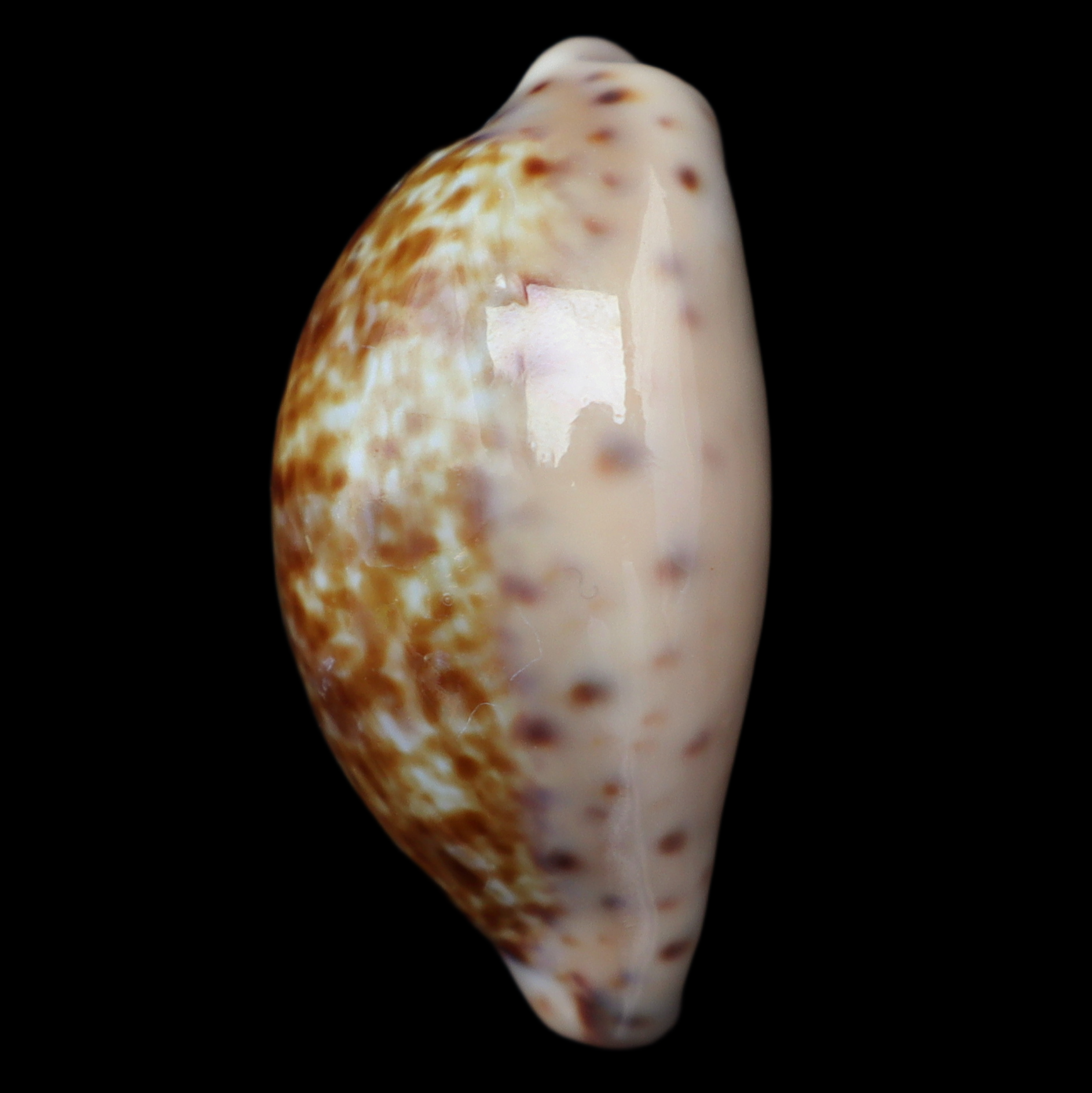 CY313 Pseudozonaria aequinoctialis