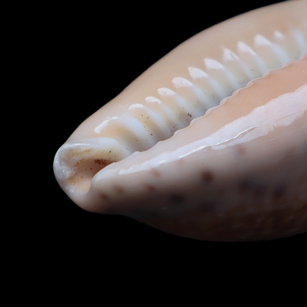 CY313 Pseudozonaria aequinoctialis