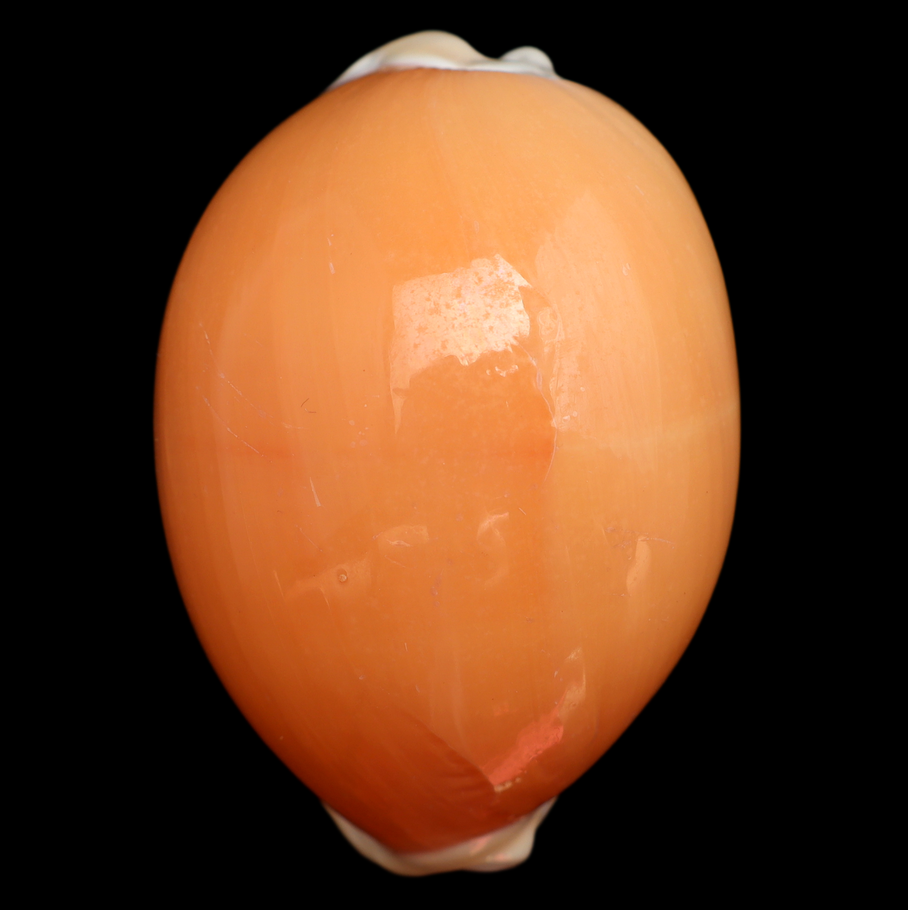CY908 Callistocypraea aurantium