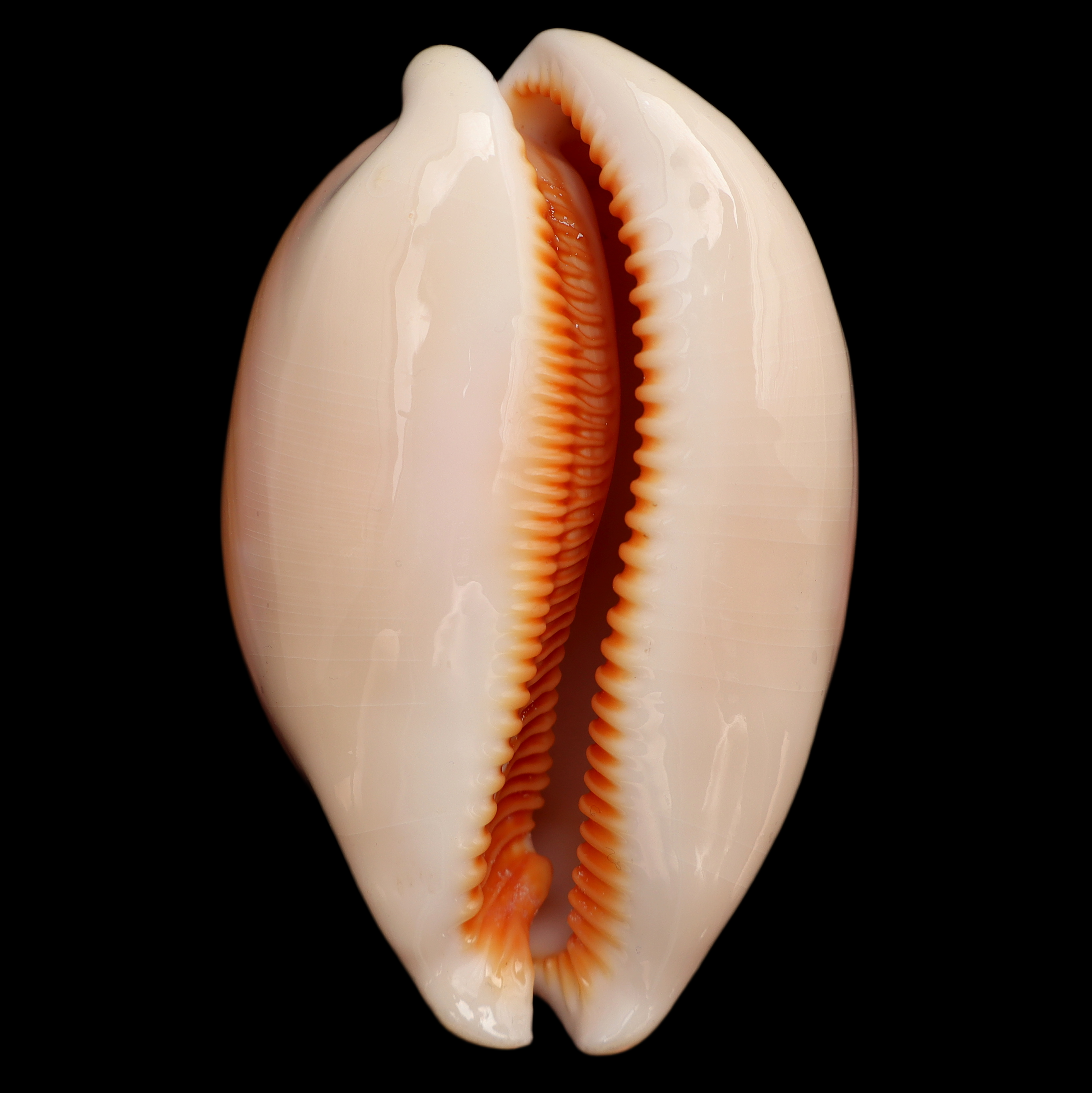 CY908 Callistocypraea aurantium