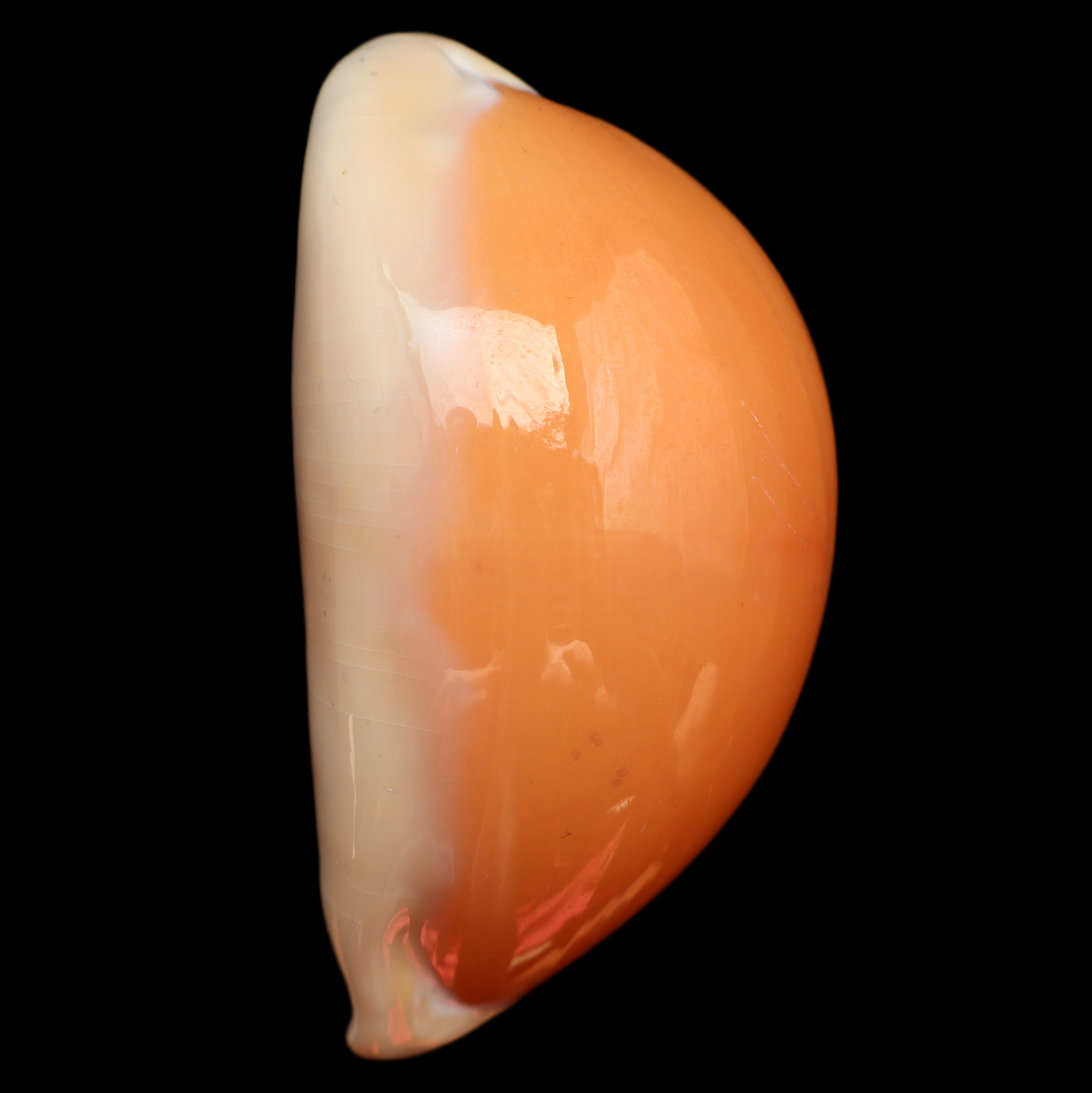 CY908 Callistocypraea aurantium