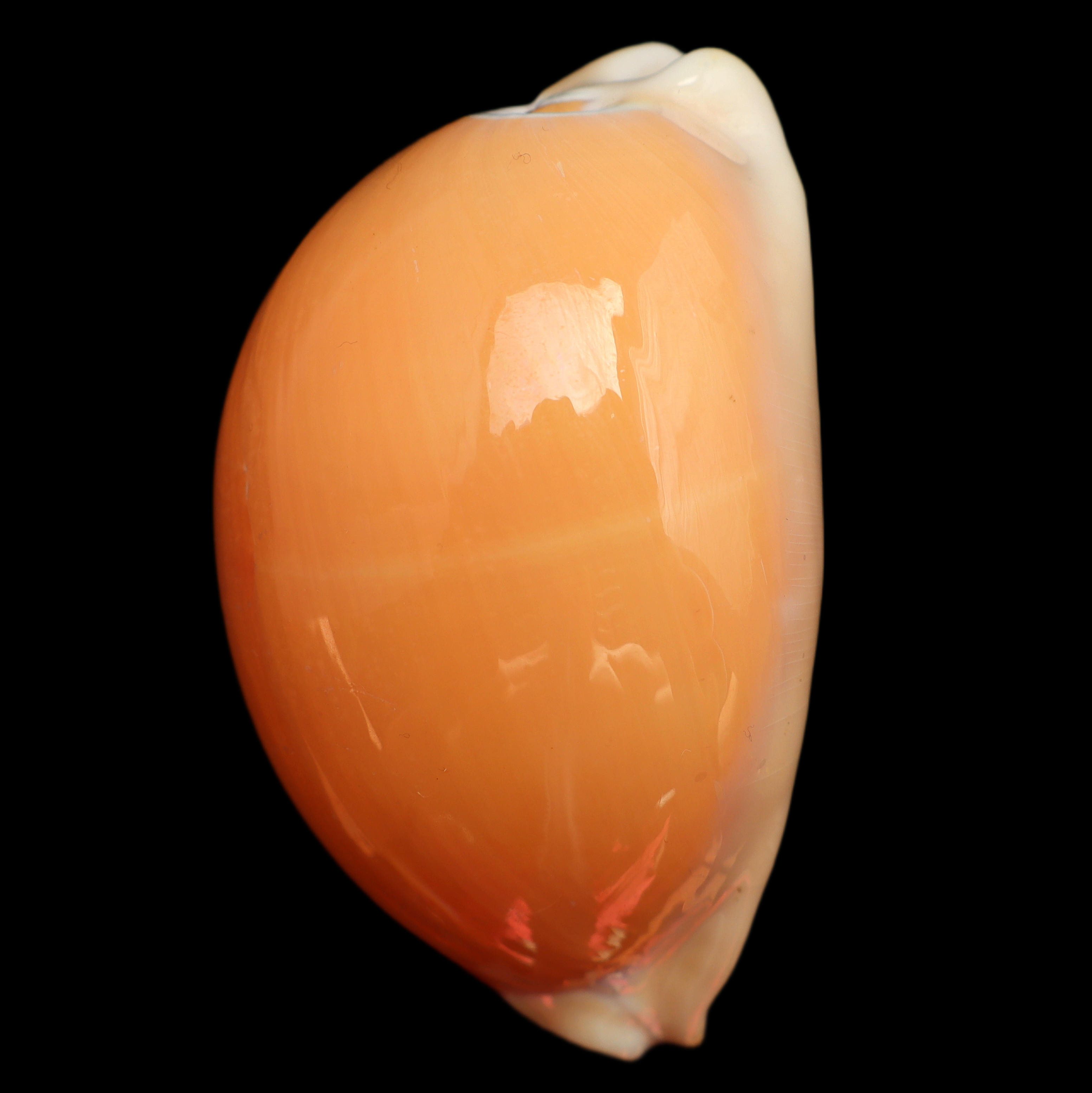 CY908 Callistocypraea aurantium
