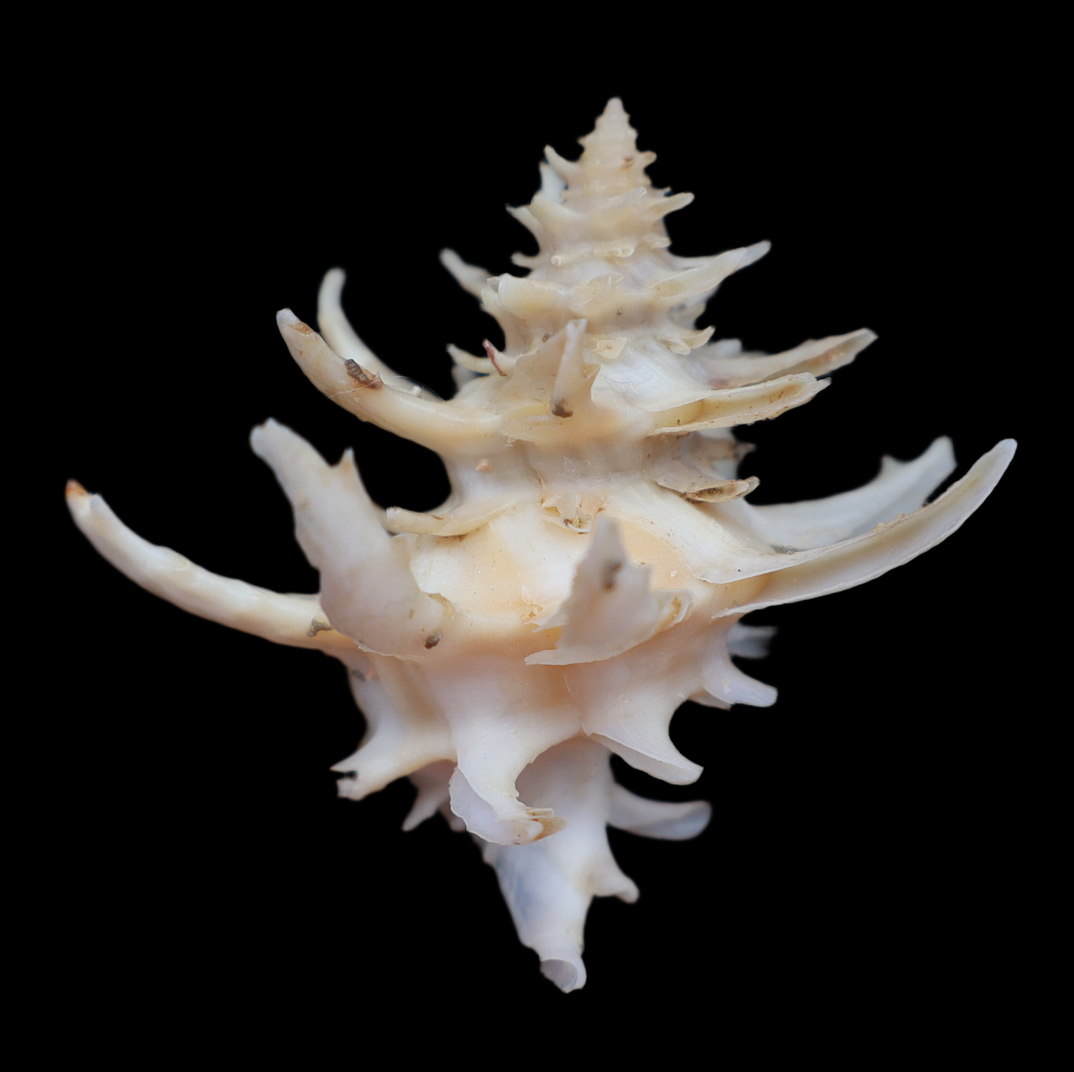 MU312 Babelomurex spinosus