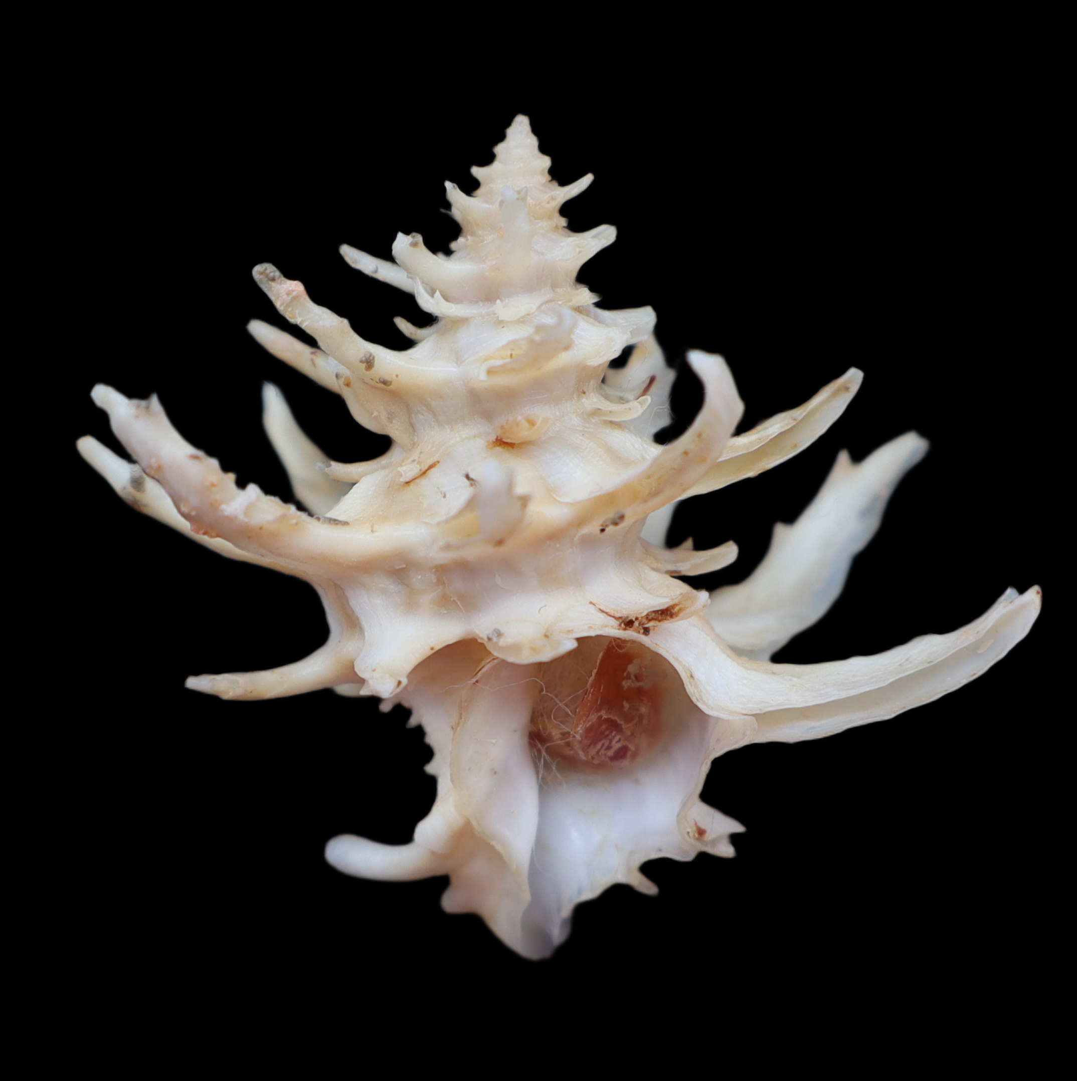 MU312 Babelomurex spinosus