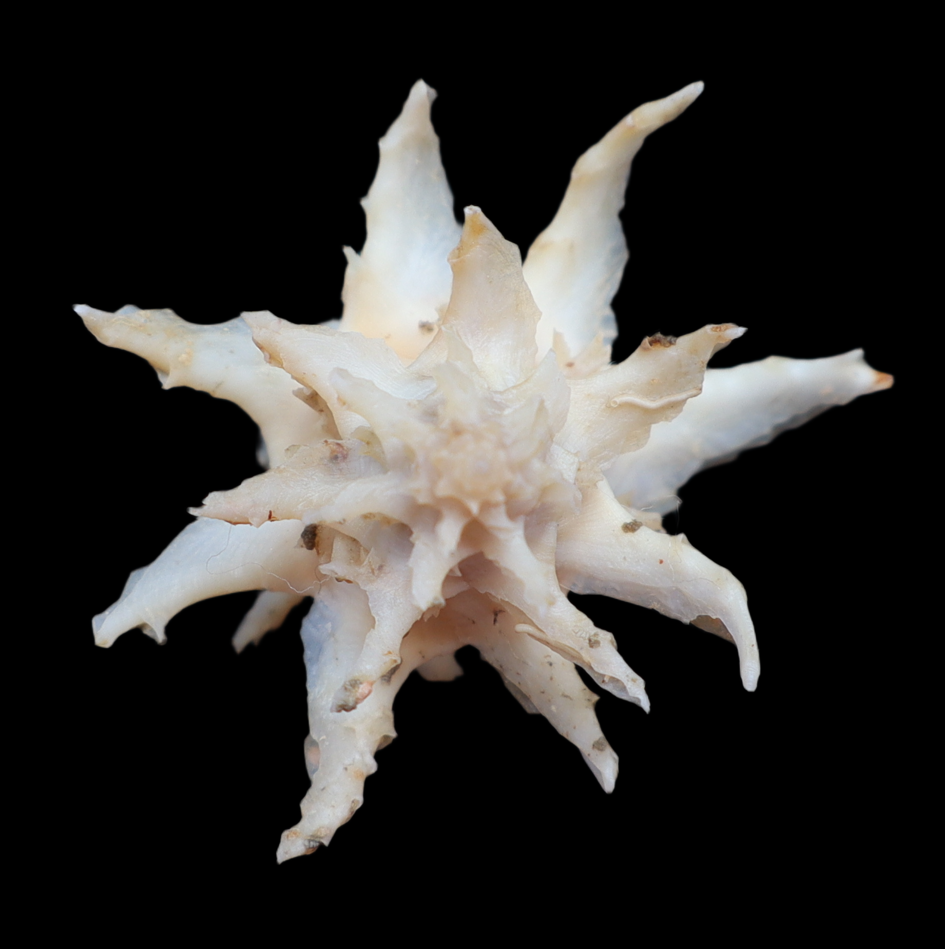 MU312 Babelomurex spinosus