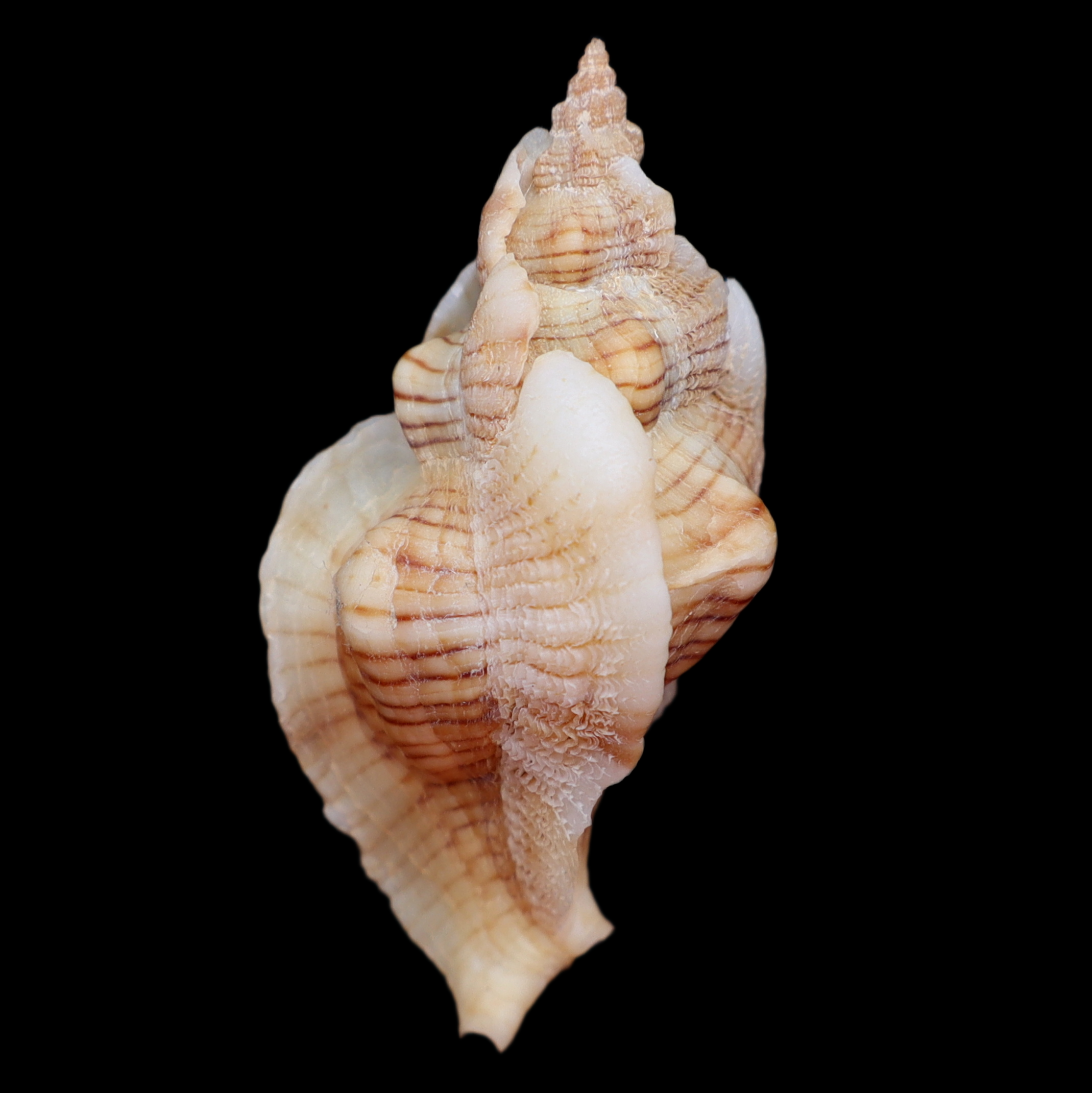 MU427 Pteropurpura festiva