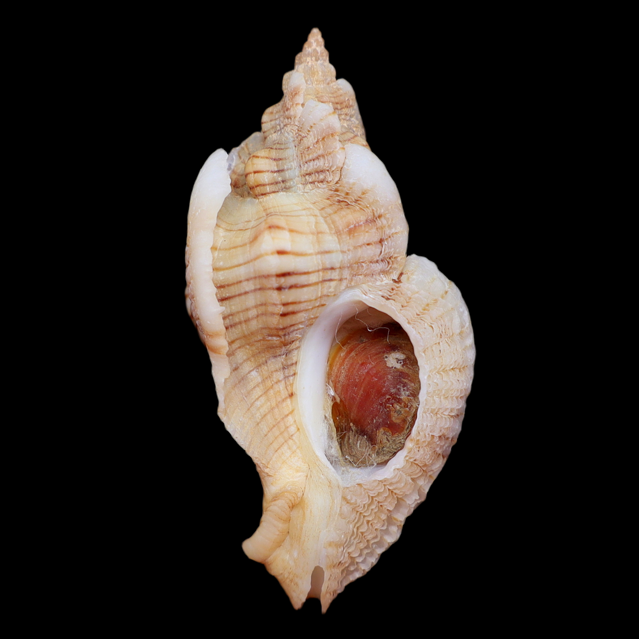MU427 Pteropurpura festiva