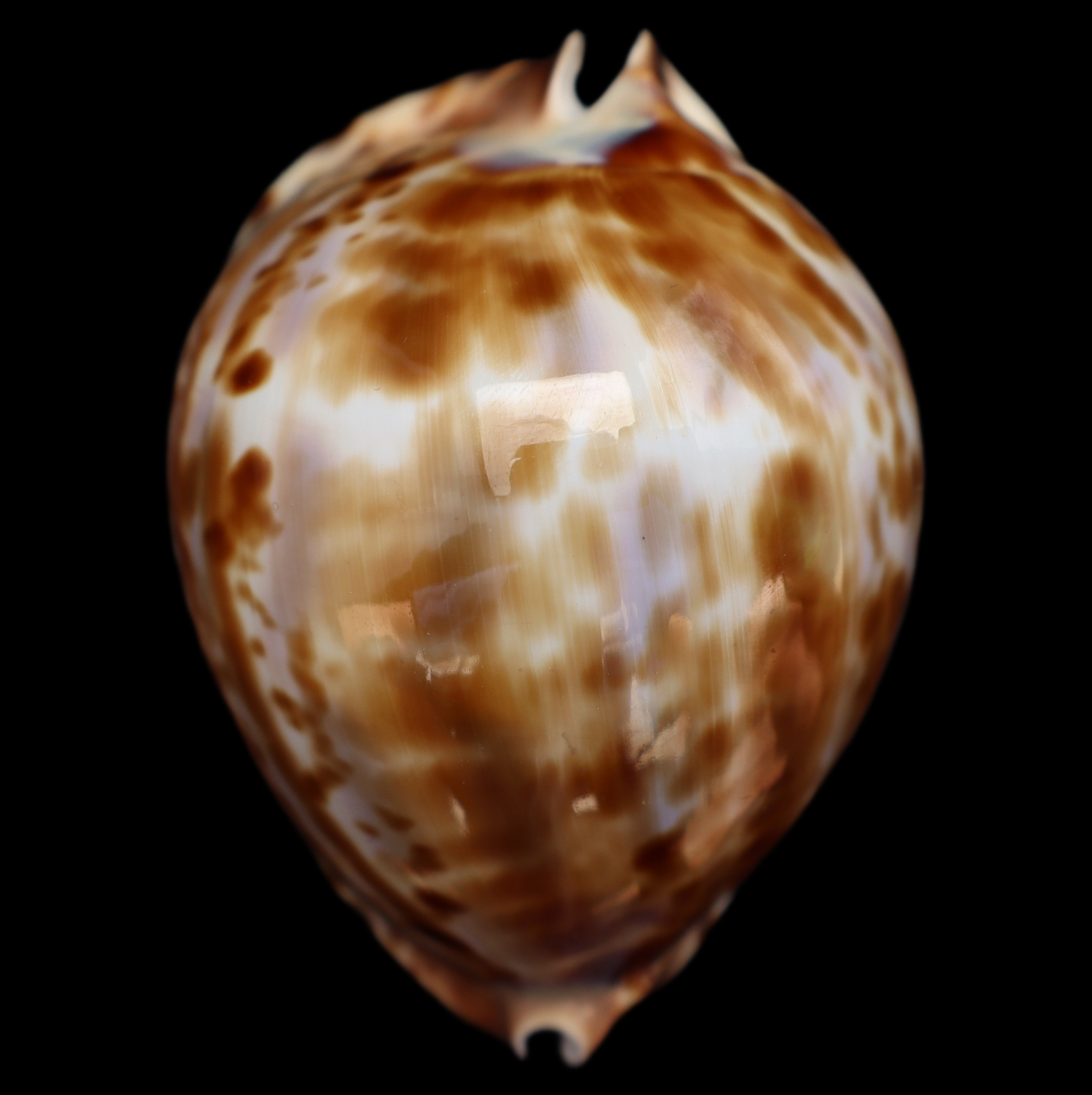 CY721 Zoila friendii vercoi - RARE VARIANT