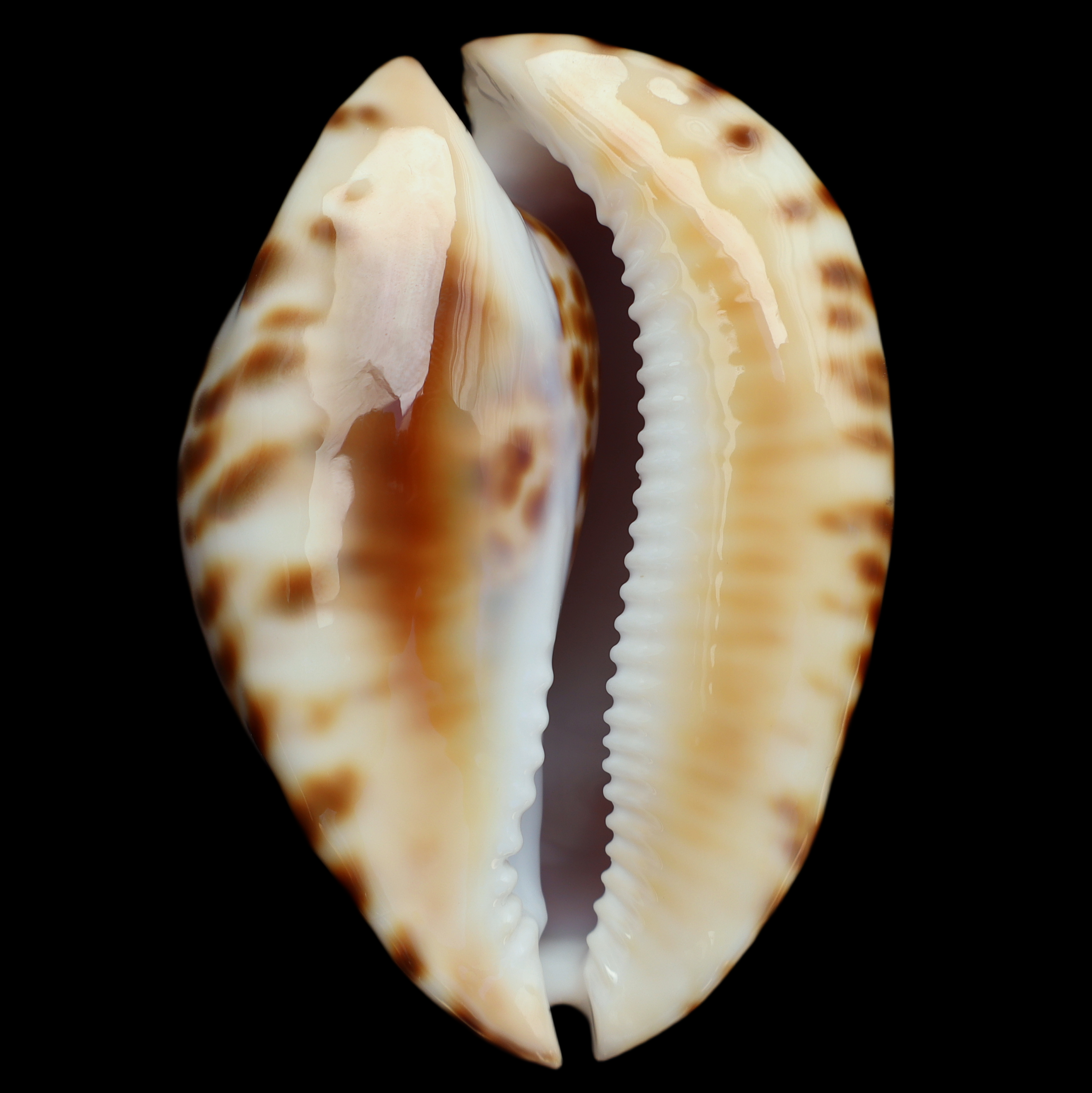 CY721 Zoila friendii vercoi - RARE VARIANT