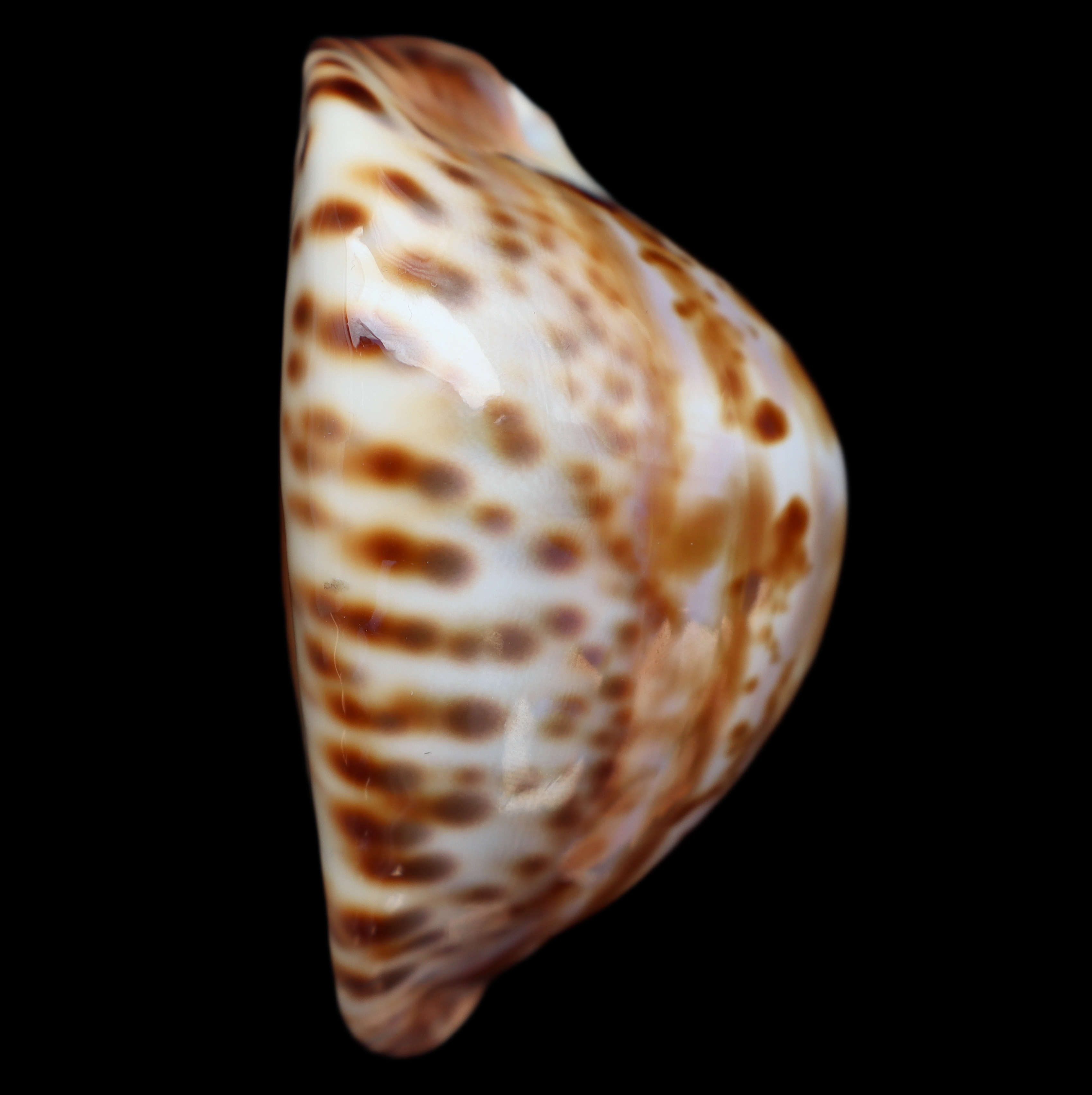 CY721 Zoila friendii vercoi - RARE VARIANT