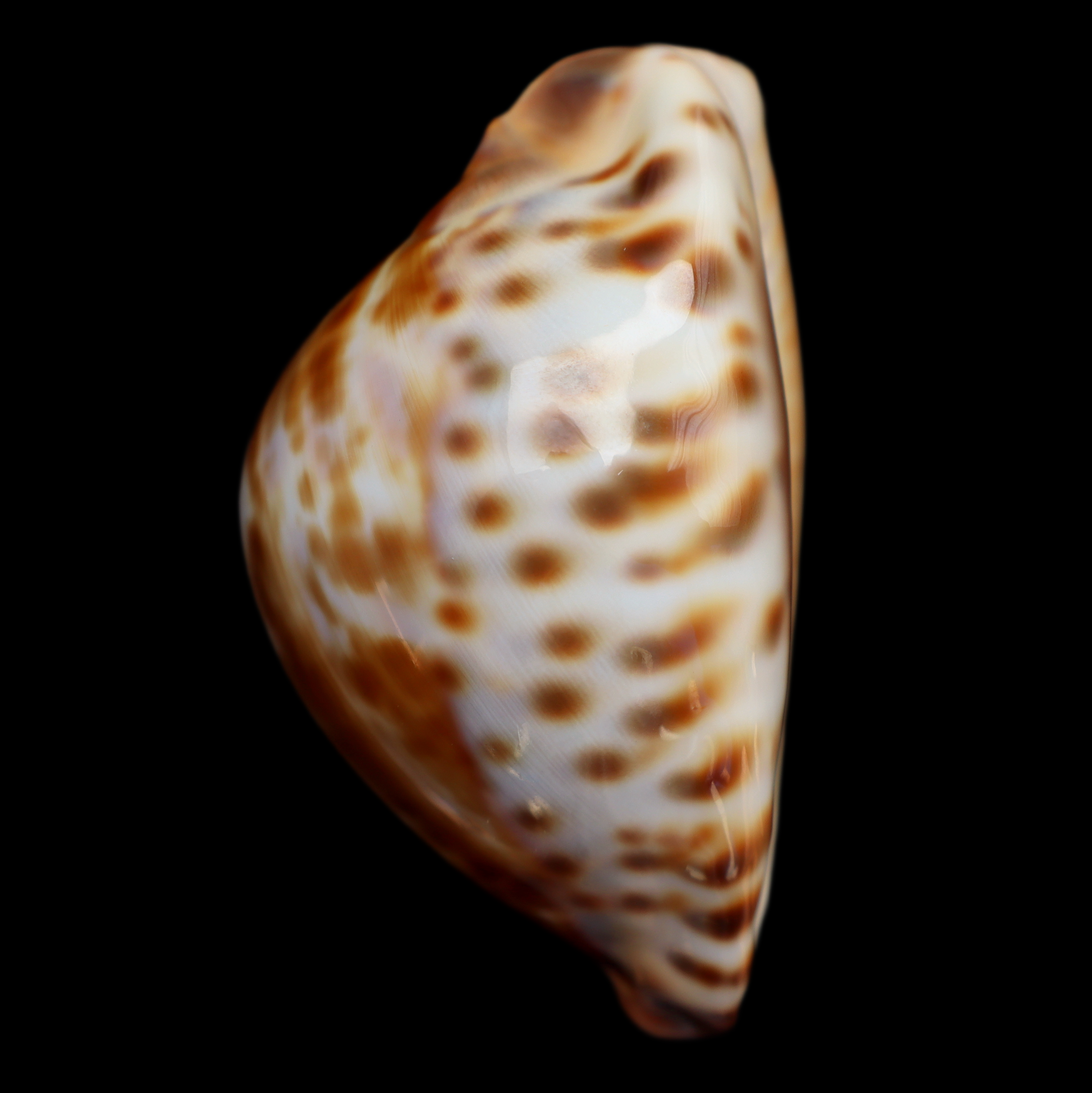 CY721 Zoila friendii vercoi - RARE VARIANT
