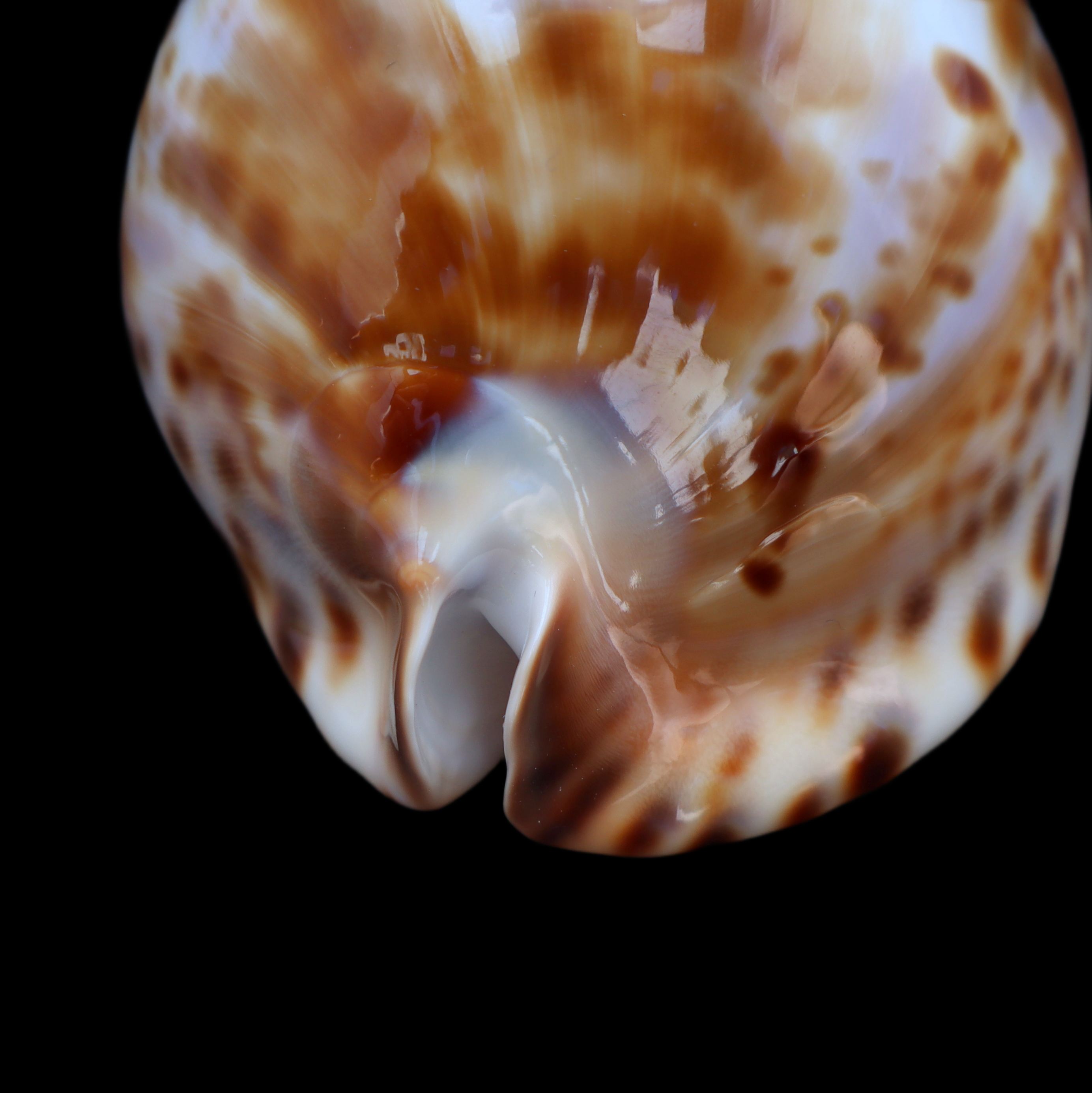 CY721 Zoila friendii vercoi - RARE VARIANT