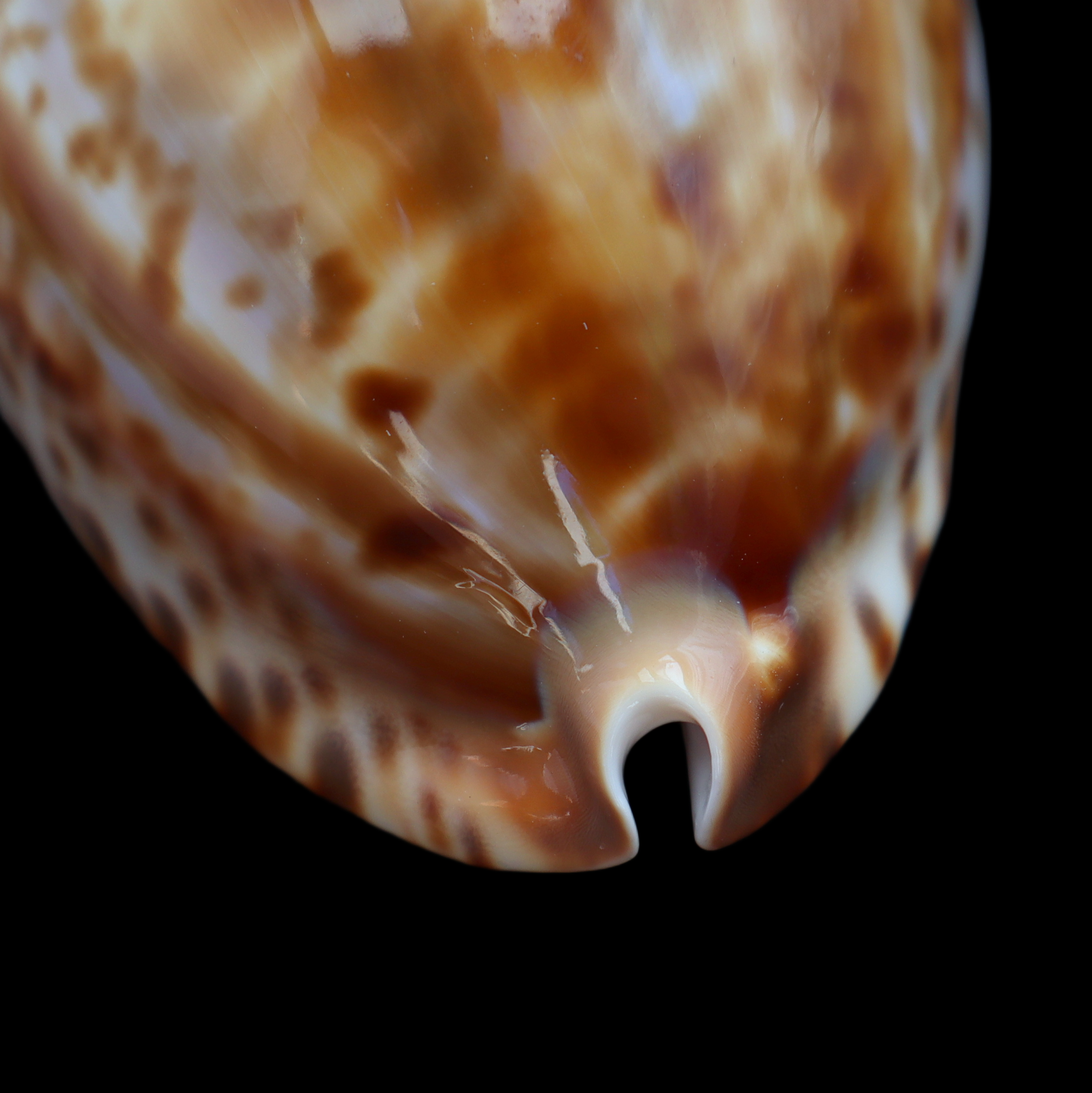 CY721 Zoila friendii vercoi - RARE VARIANT