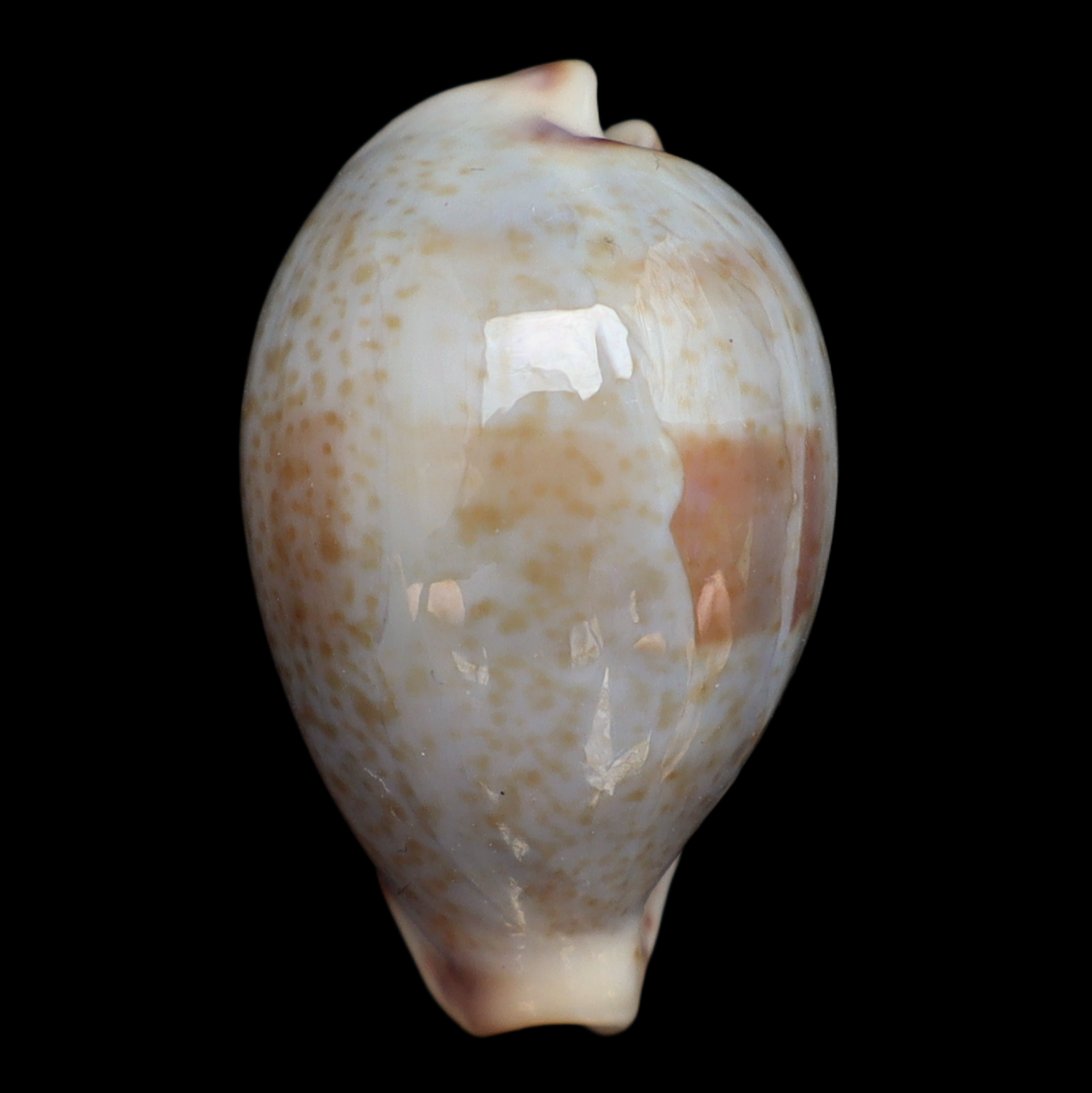 CY213 Ipserronea garyi
