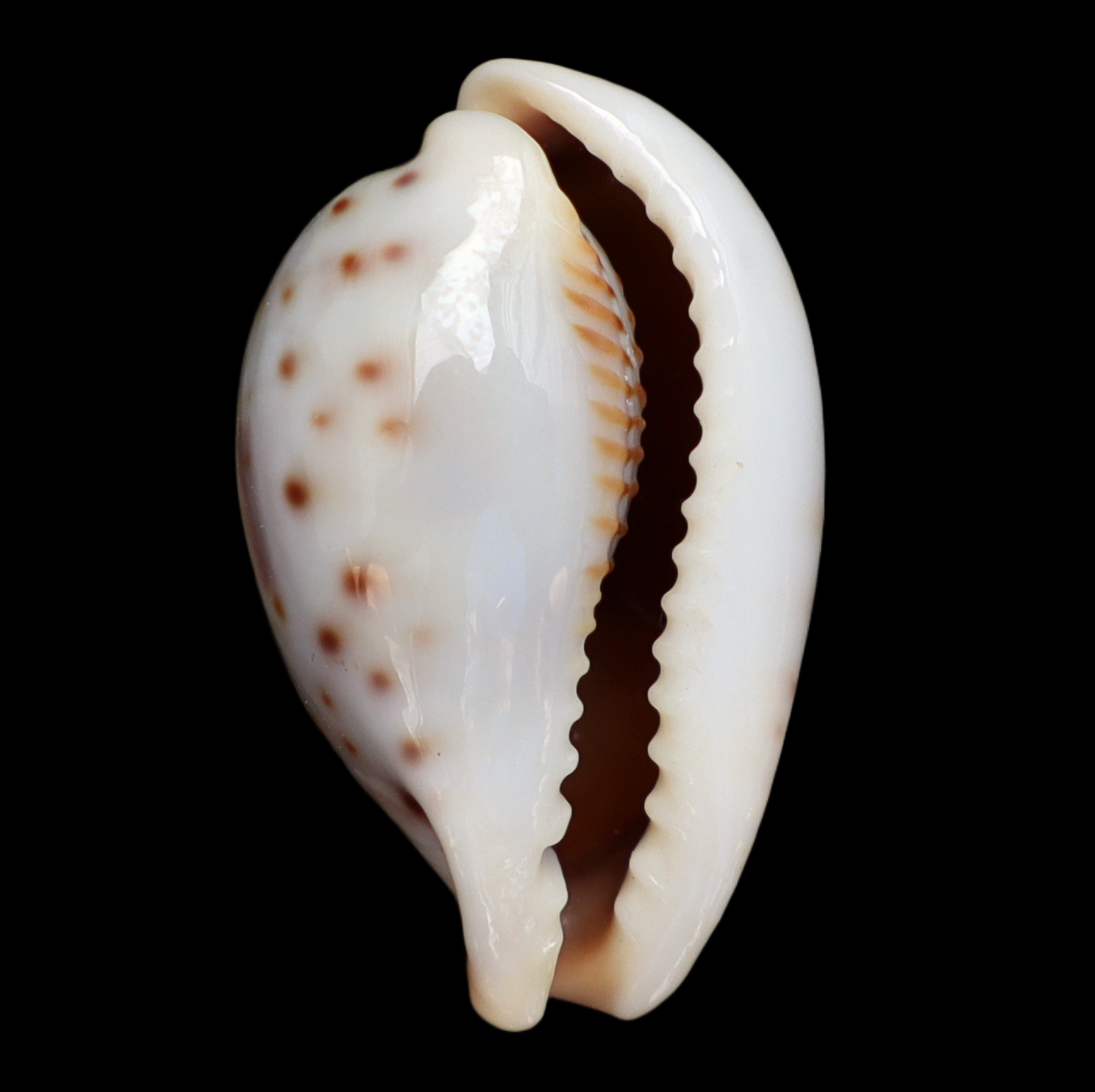 CY213 Ipserronea garyi