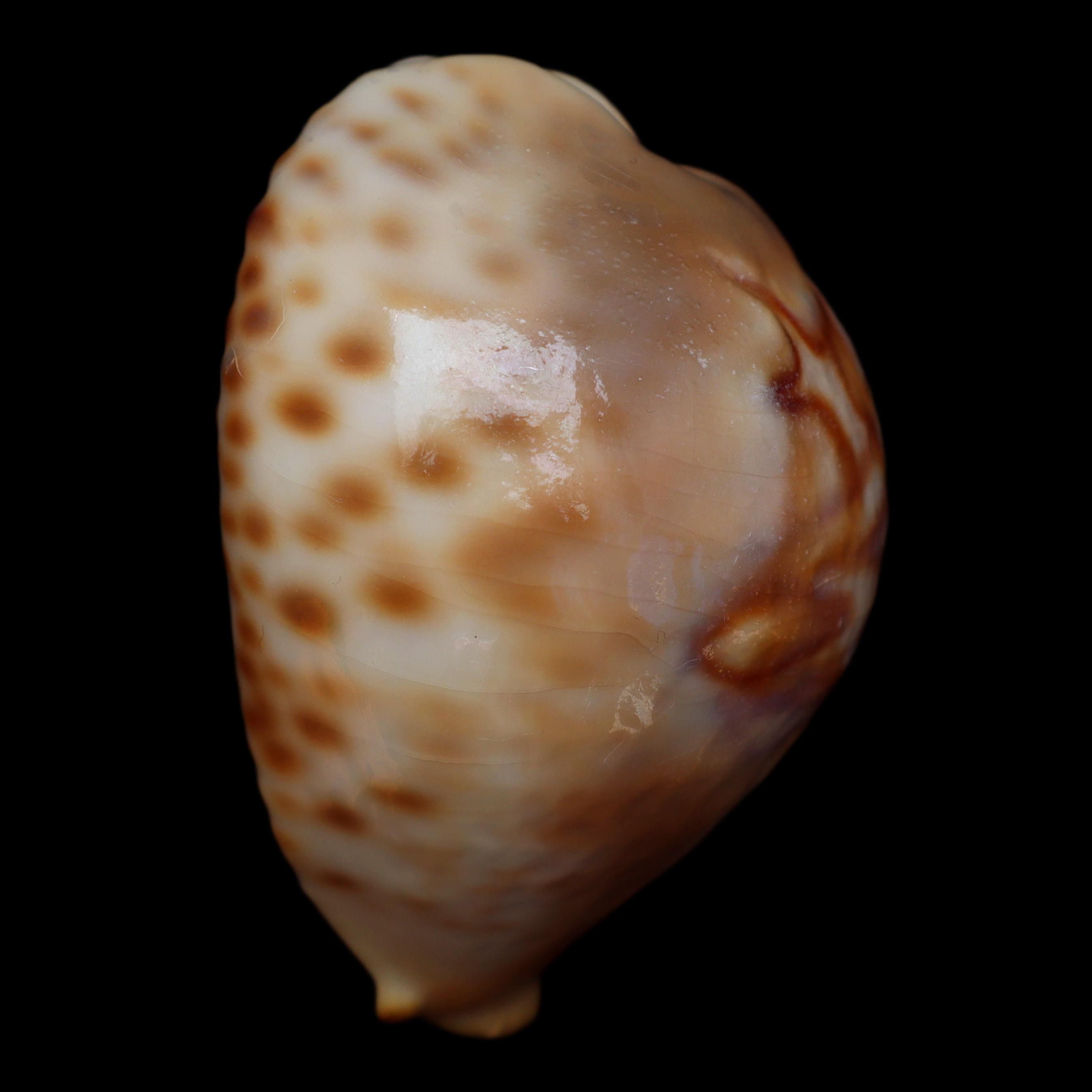 CY714 Barycypraea fultoni massieri