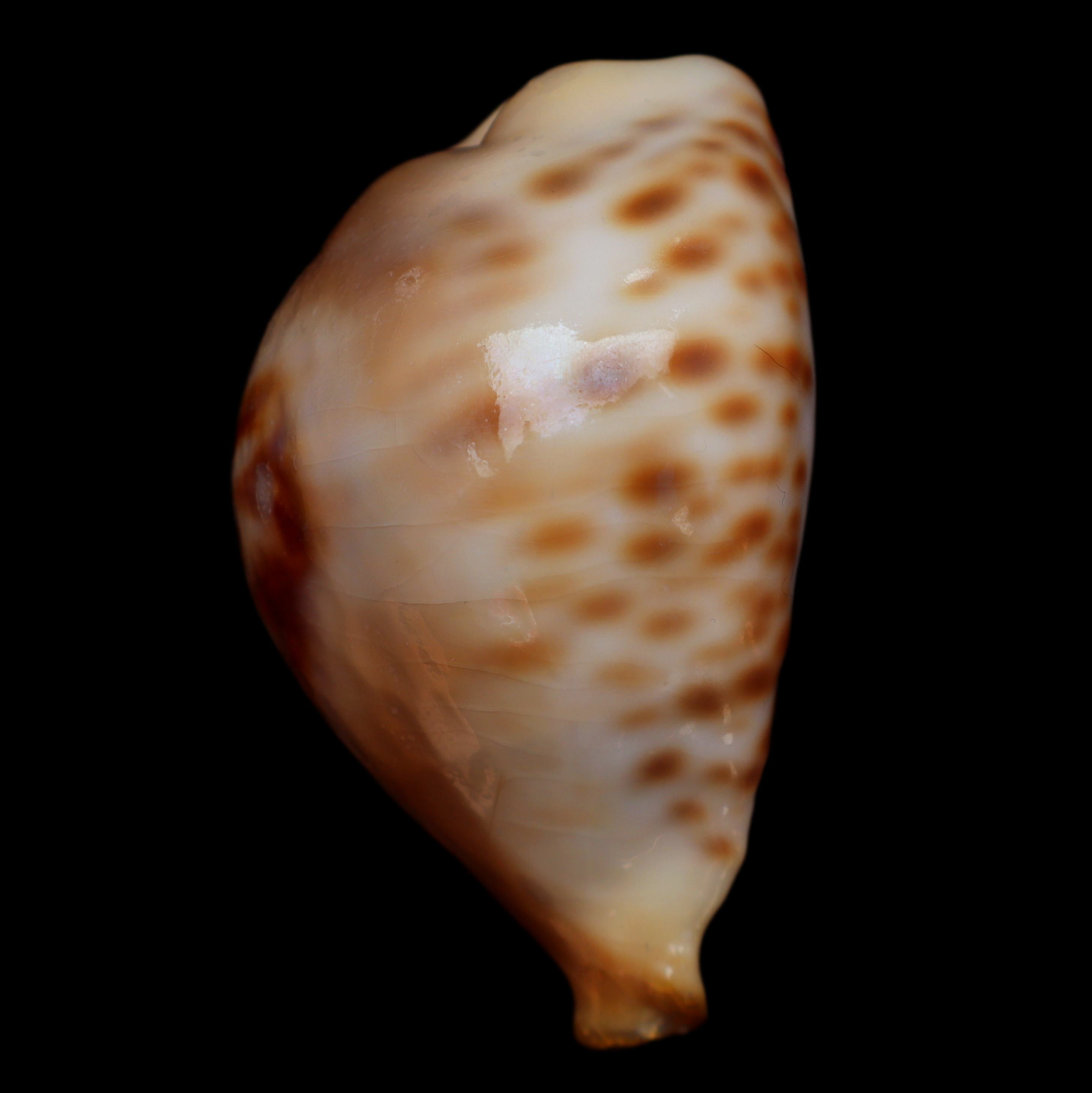 CY714 Barycypraea fultoni massieri