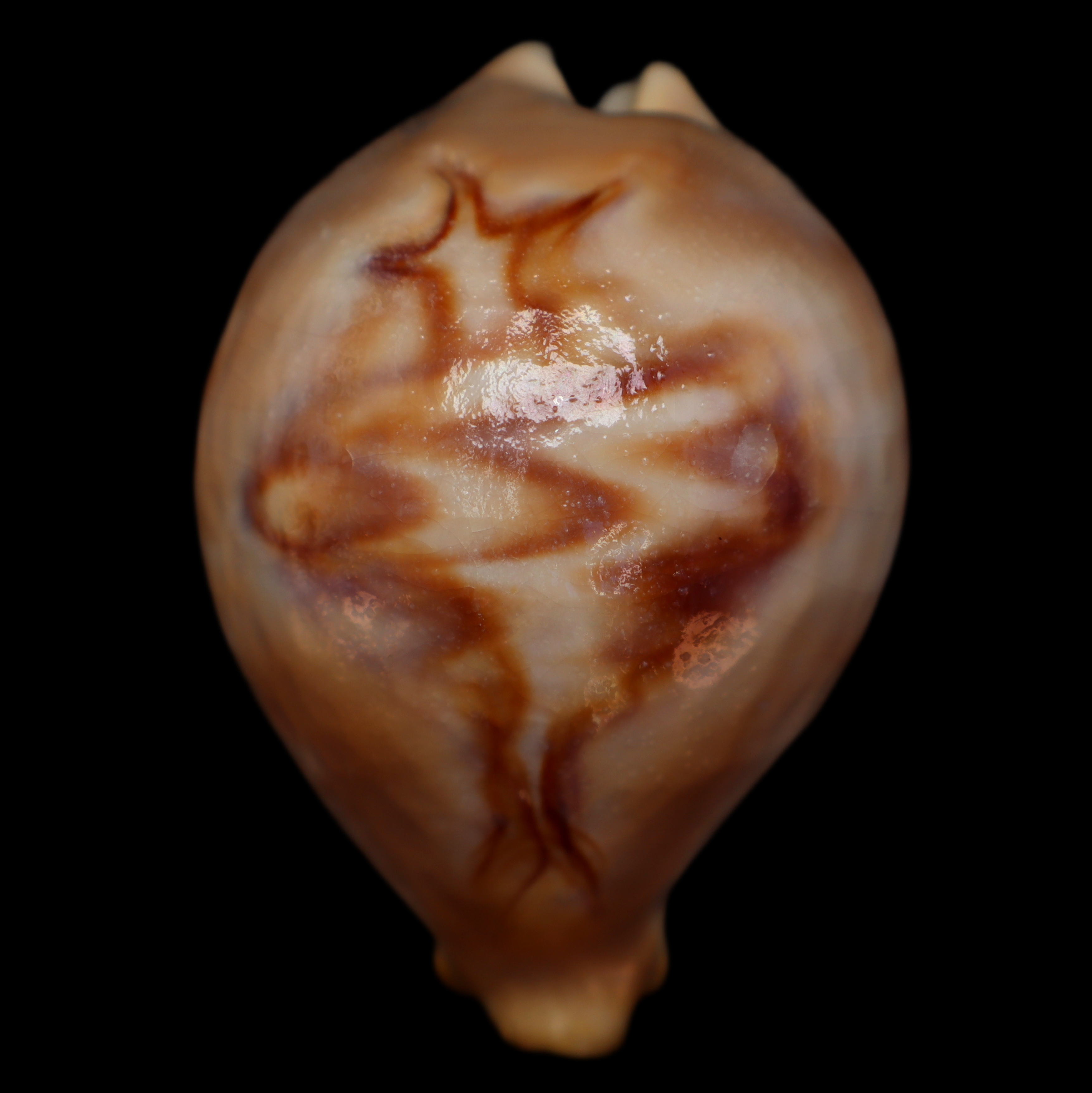 CY714 Barycypraea fultoni massieri
