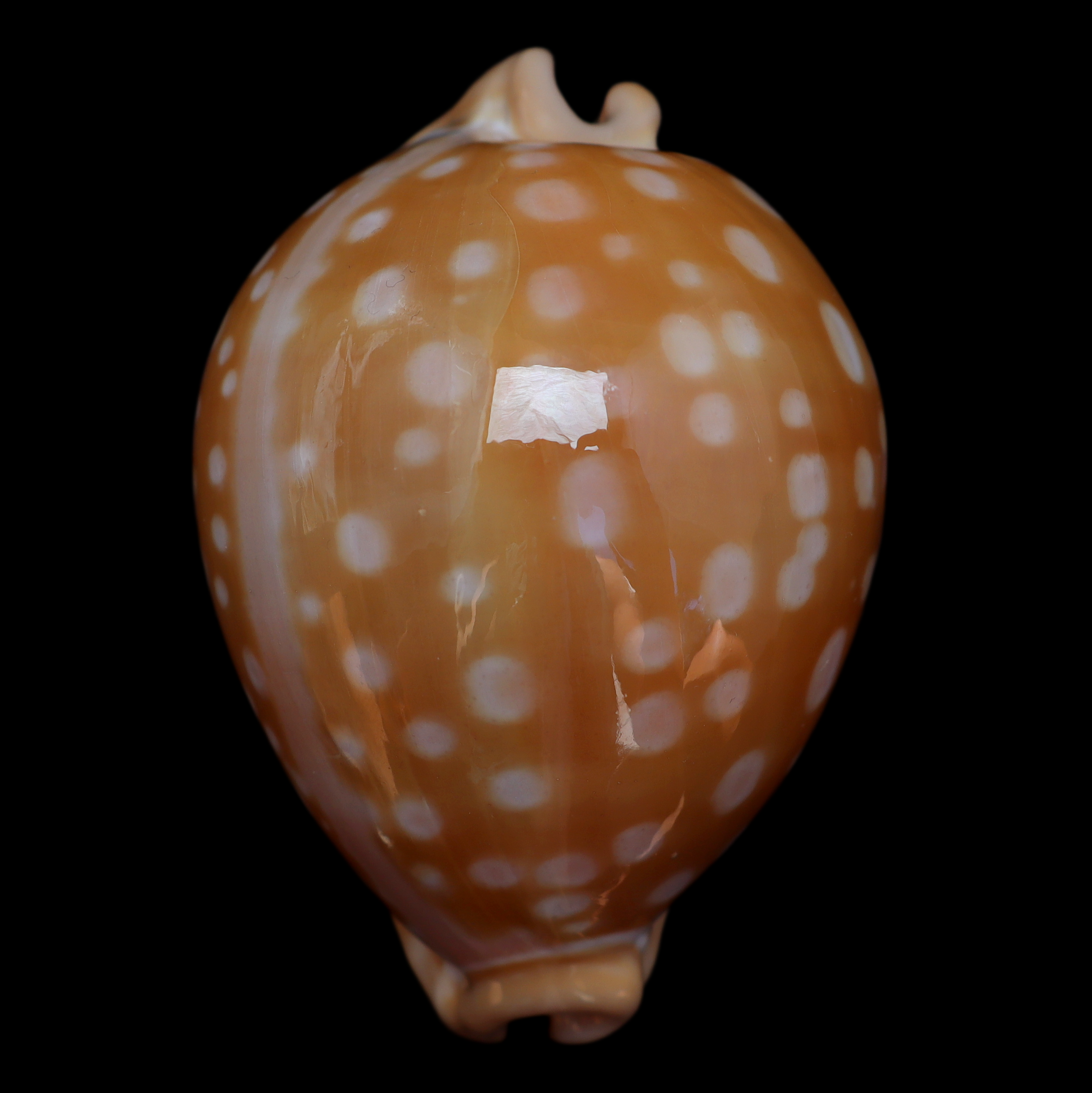CY866 Callistocypraea leucodon