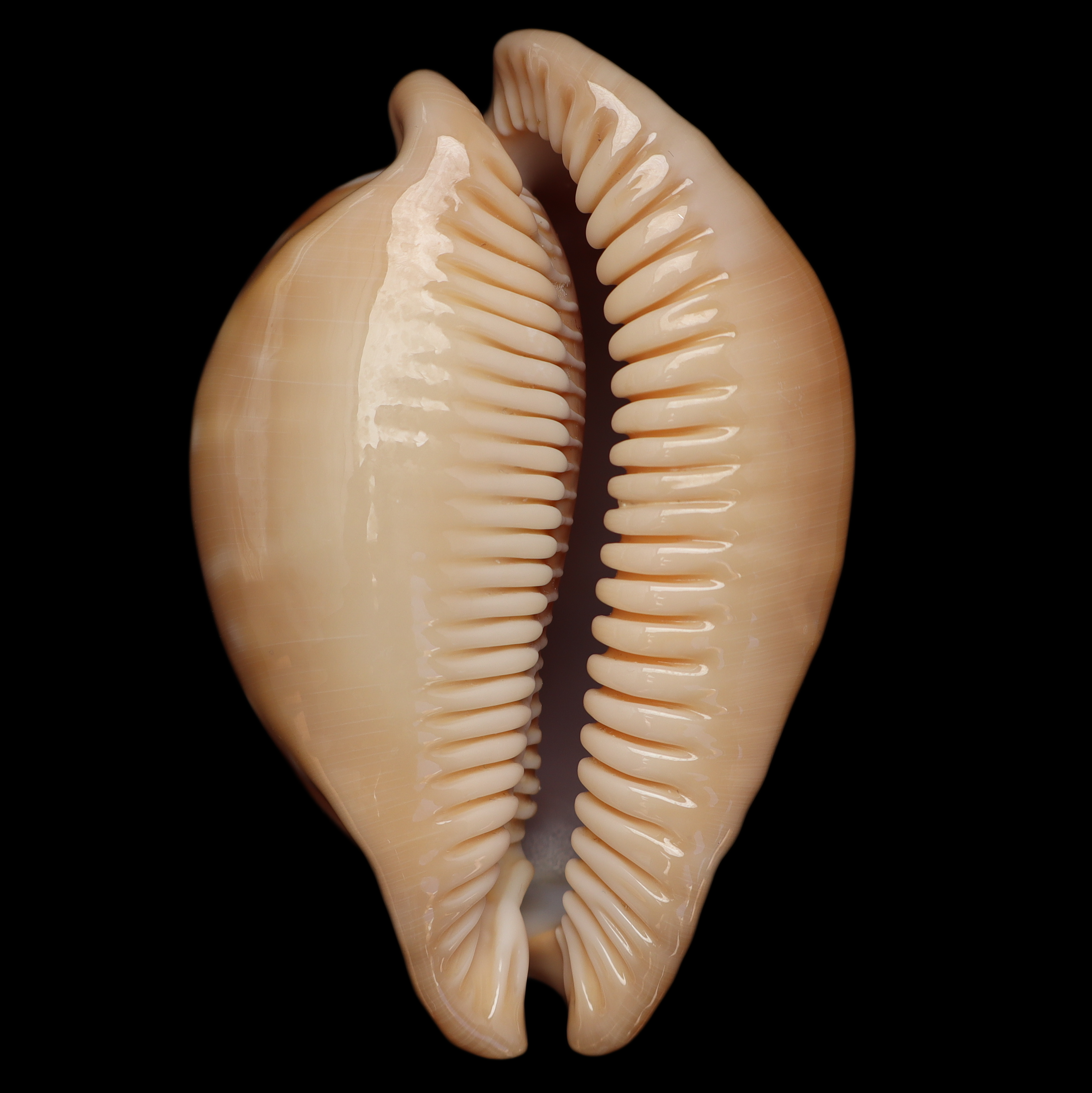 CY866 Callistocypraea leucodon