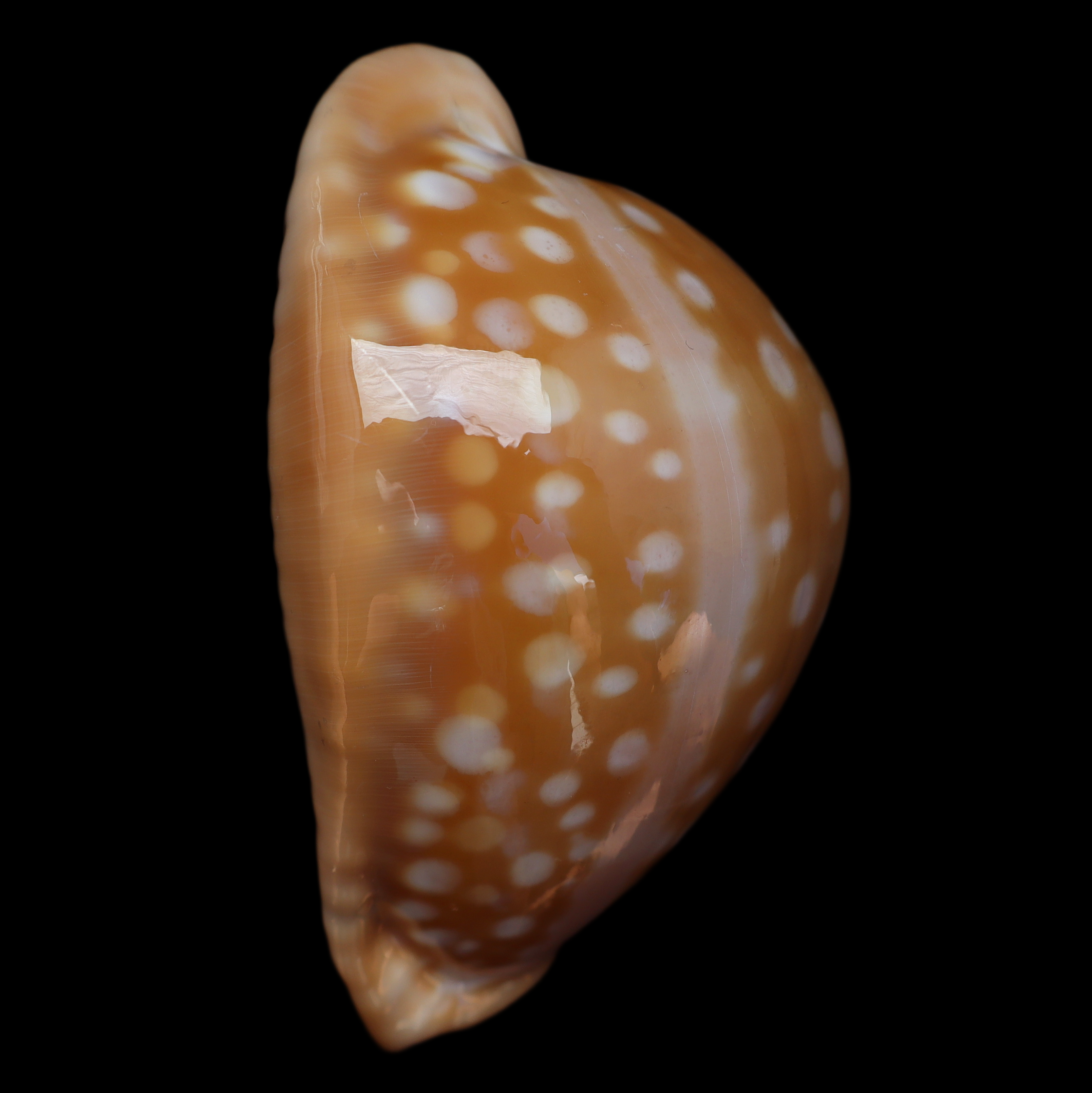 CY866 Callistocypraea leucodon