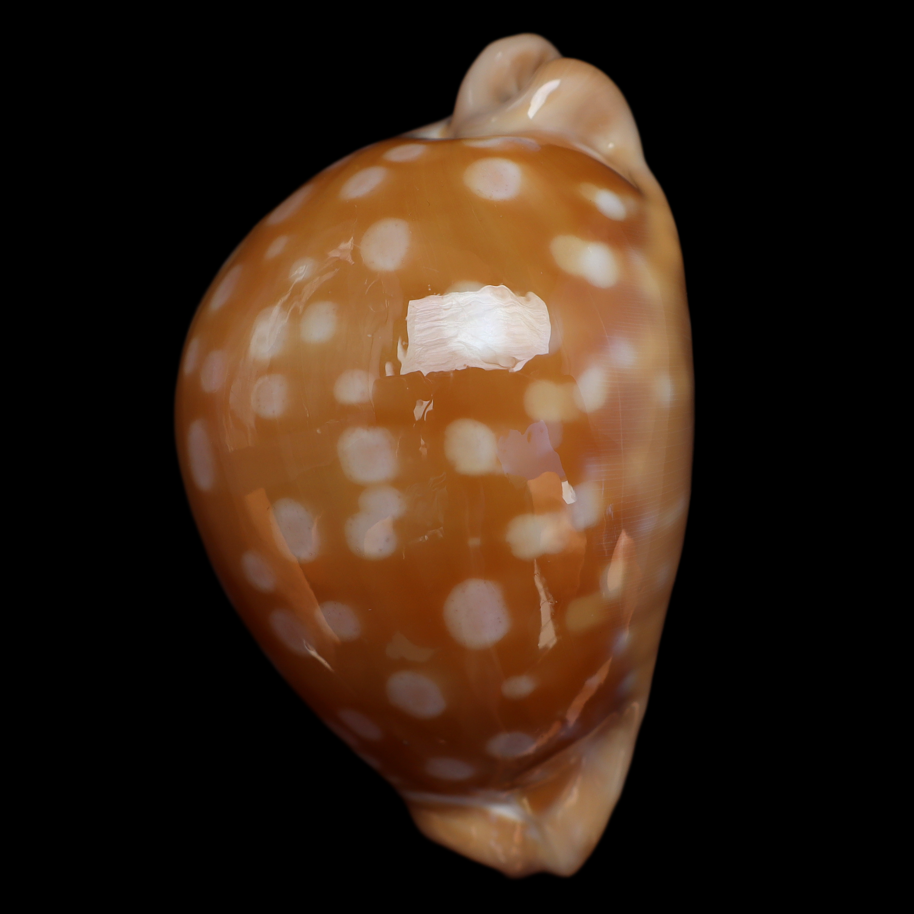 CY866 Callistocypraea leucodon