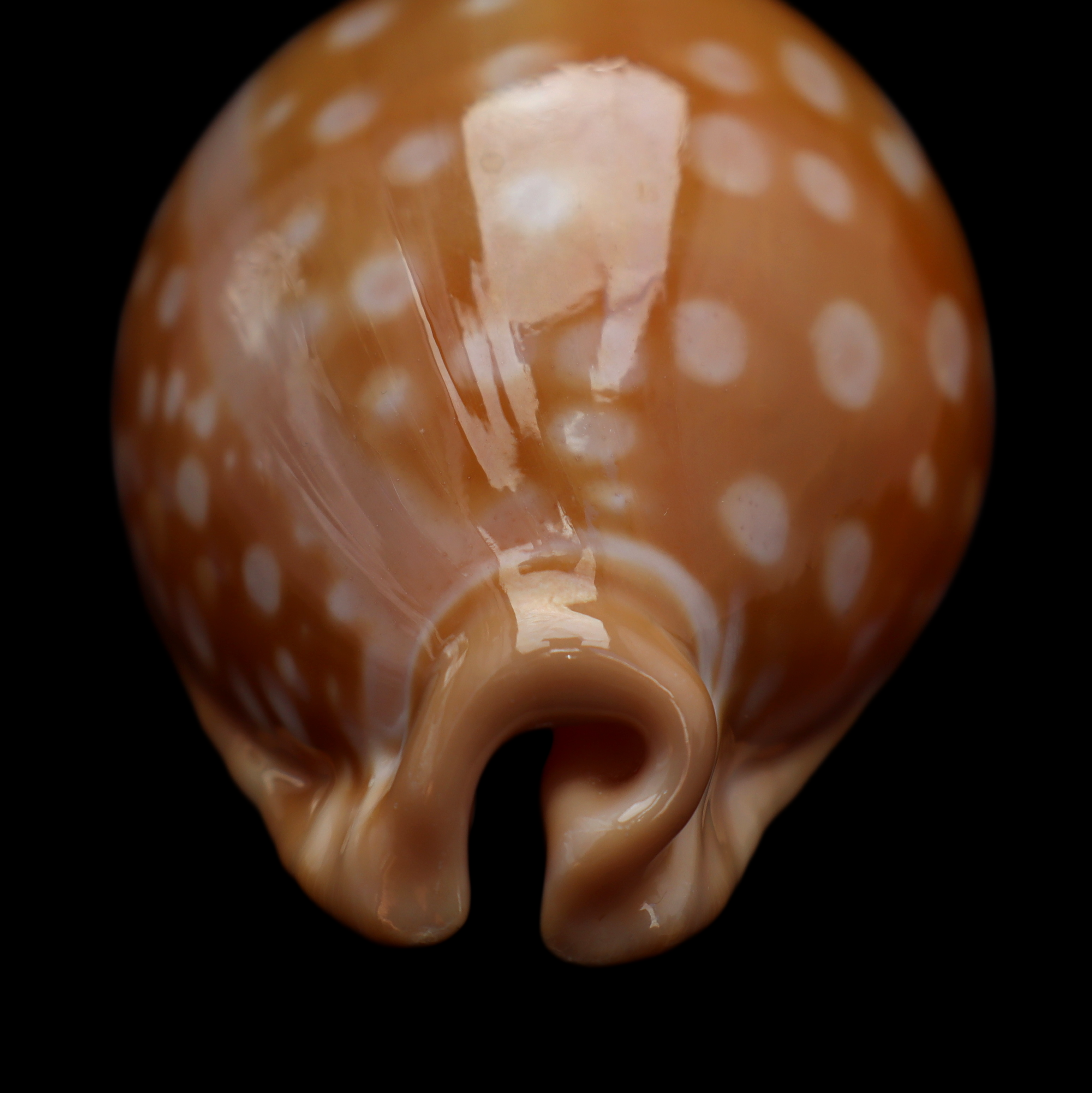 CY866 Callistocypraea leucodon