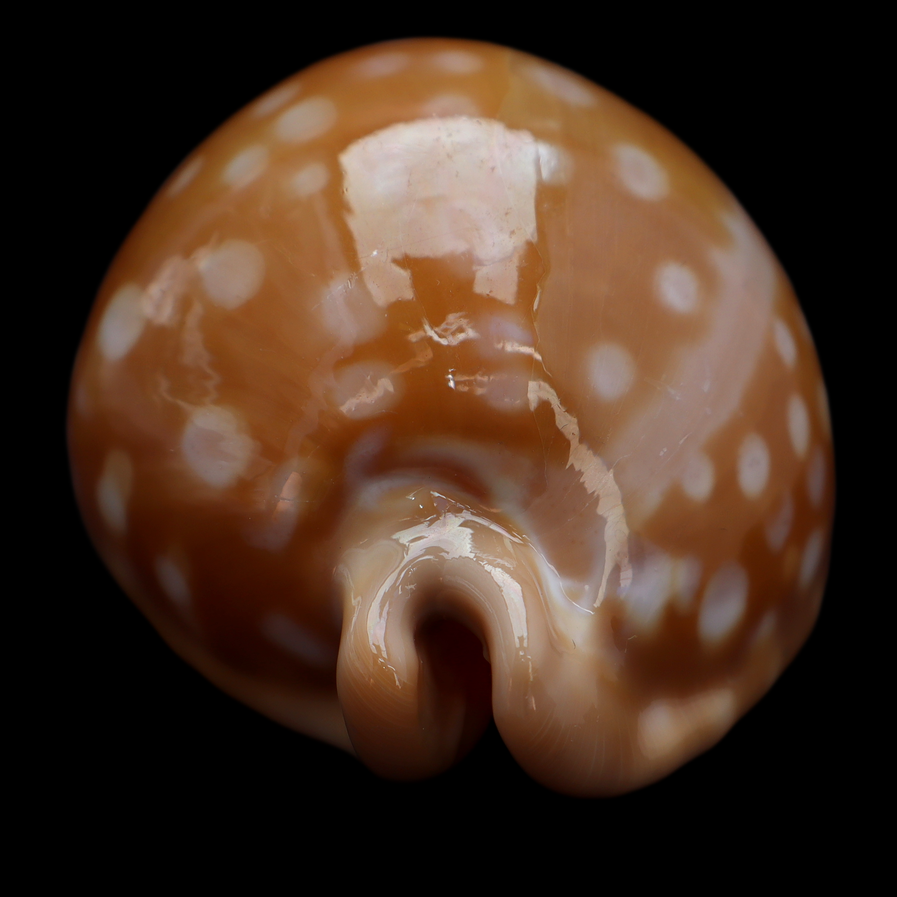 CY866 Callistocypraea leucodon