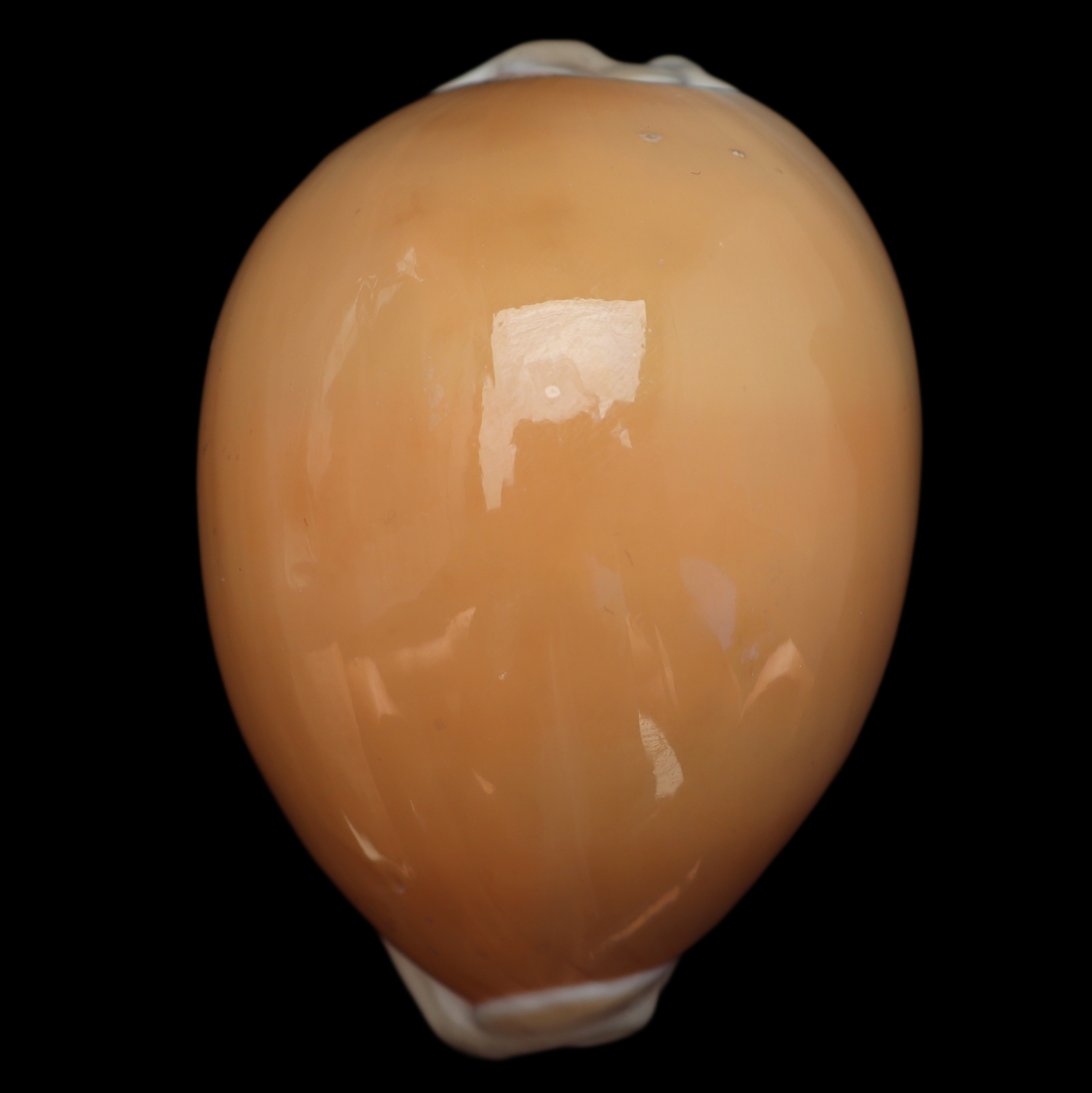 CY851 Callistocypraea aurantium