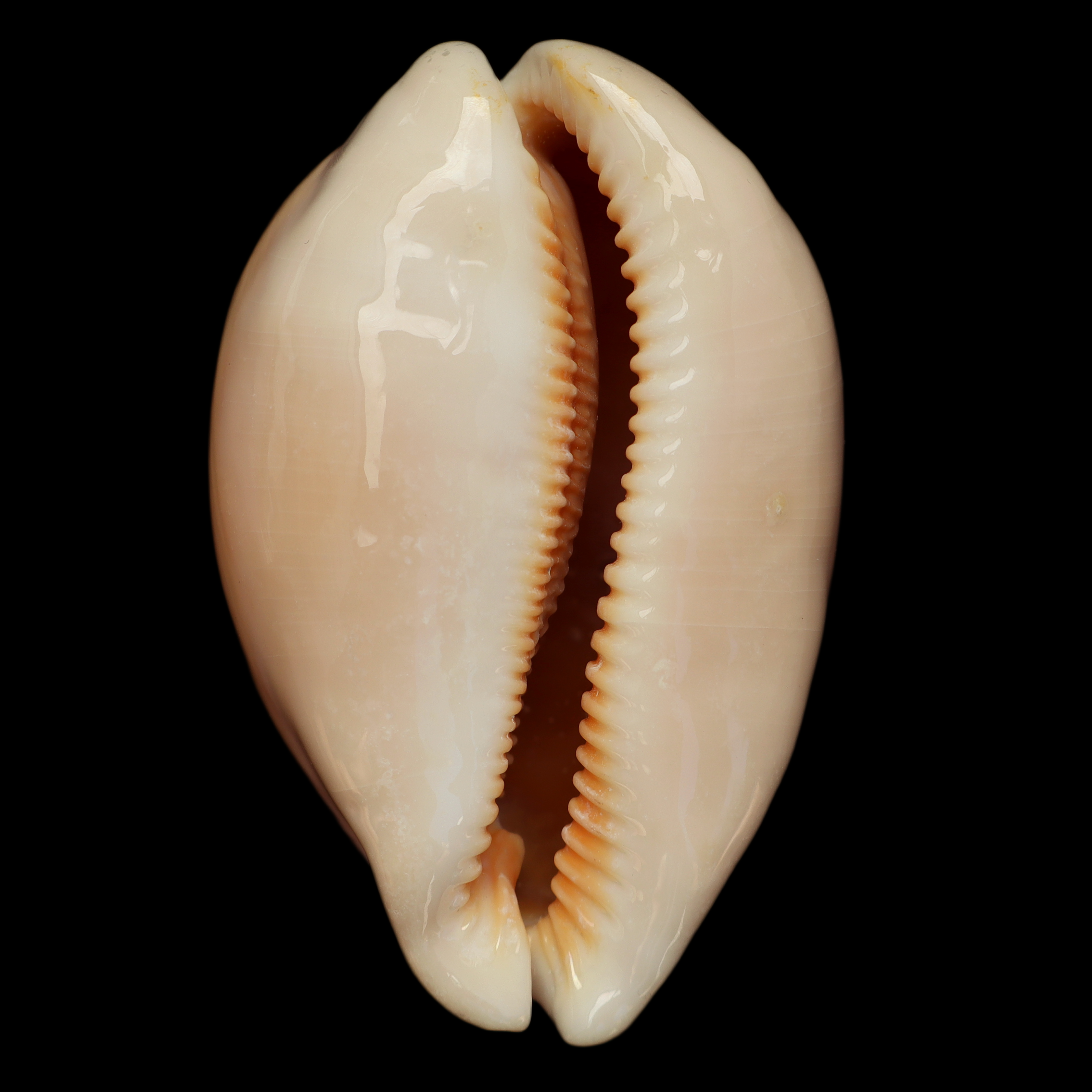CY851 Callistocypraea aurantium