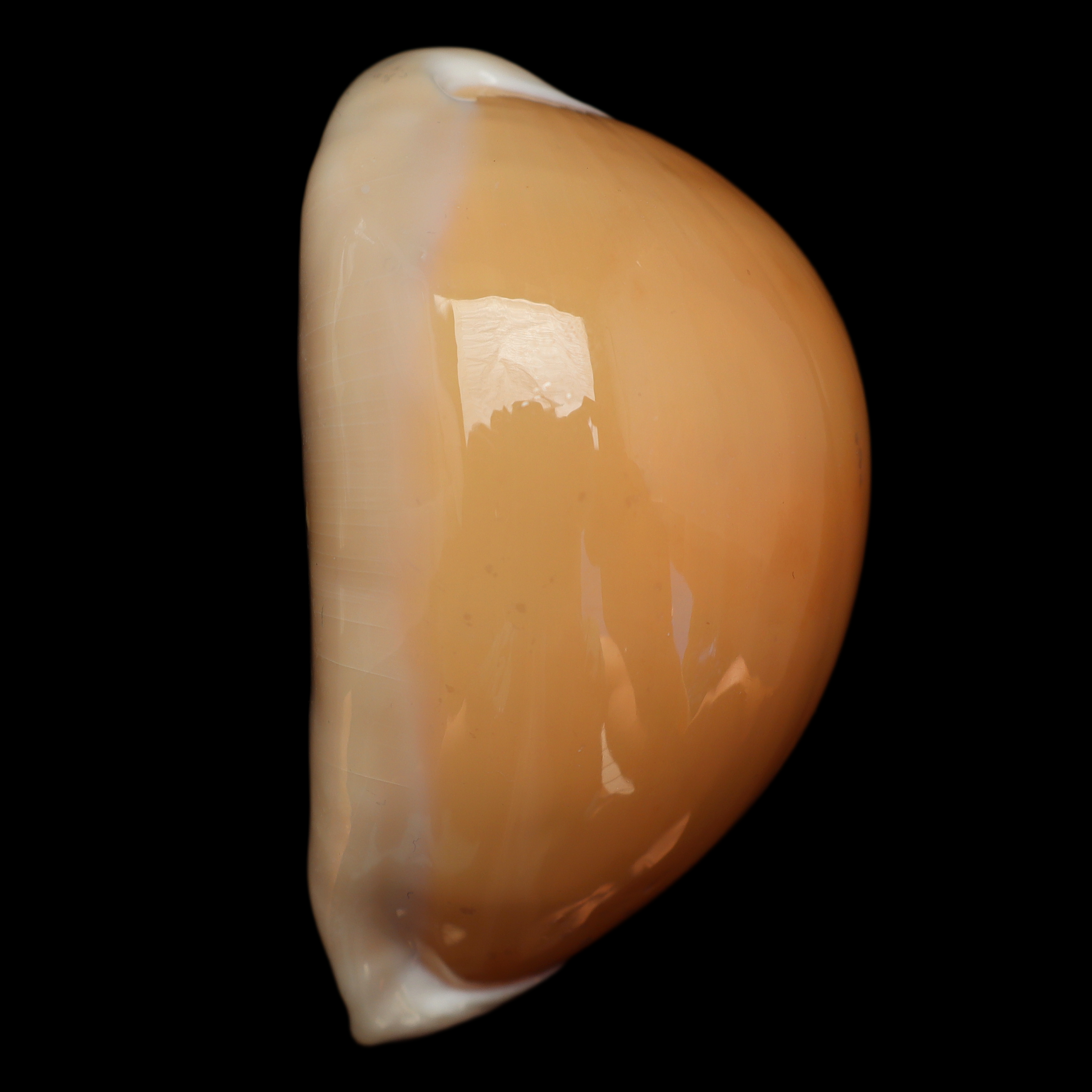 CY851 Callistocypraea aurantium