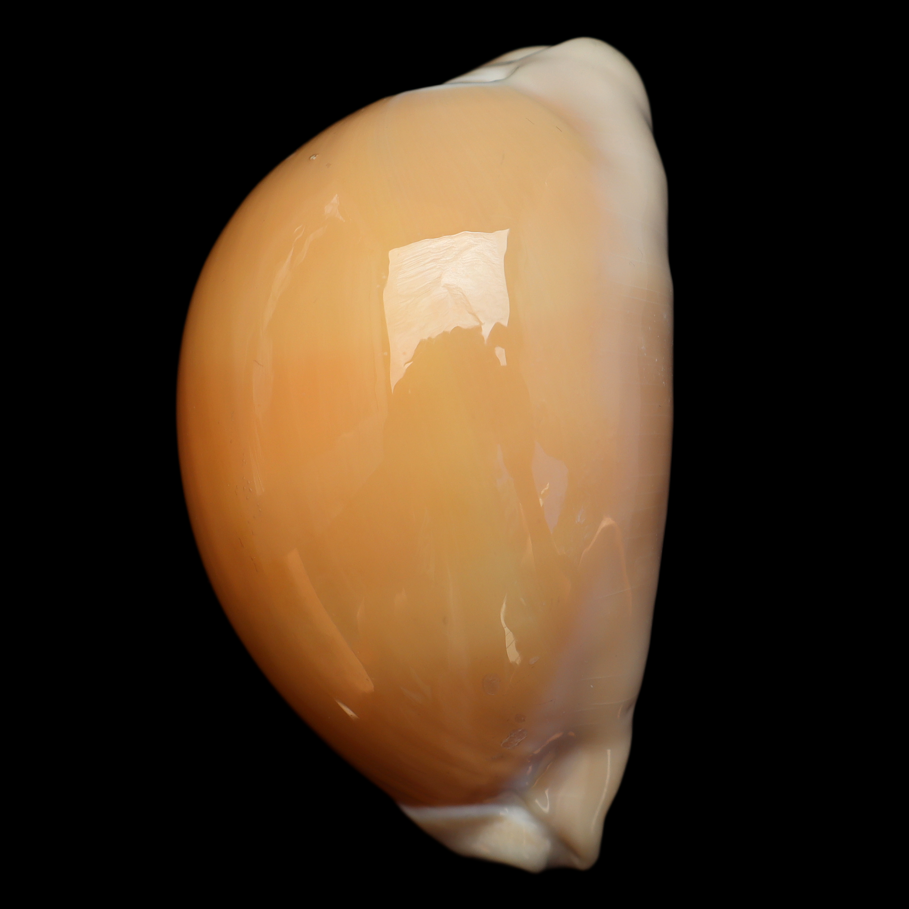CY851 Callistocypraea aurantium