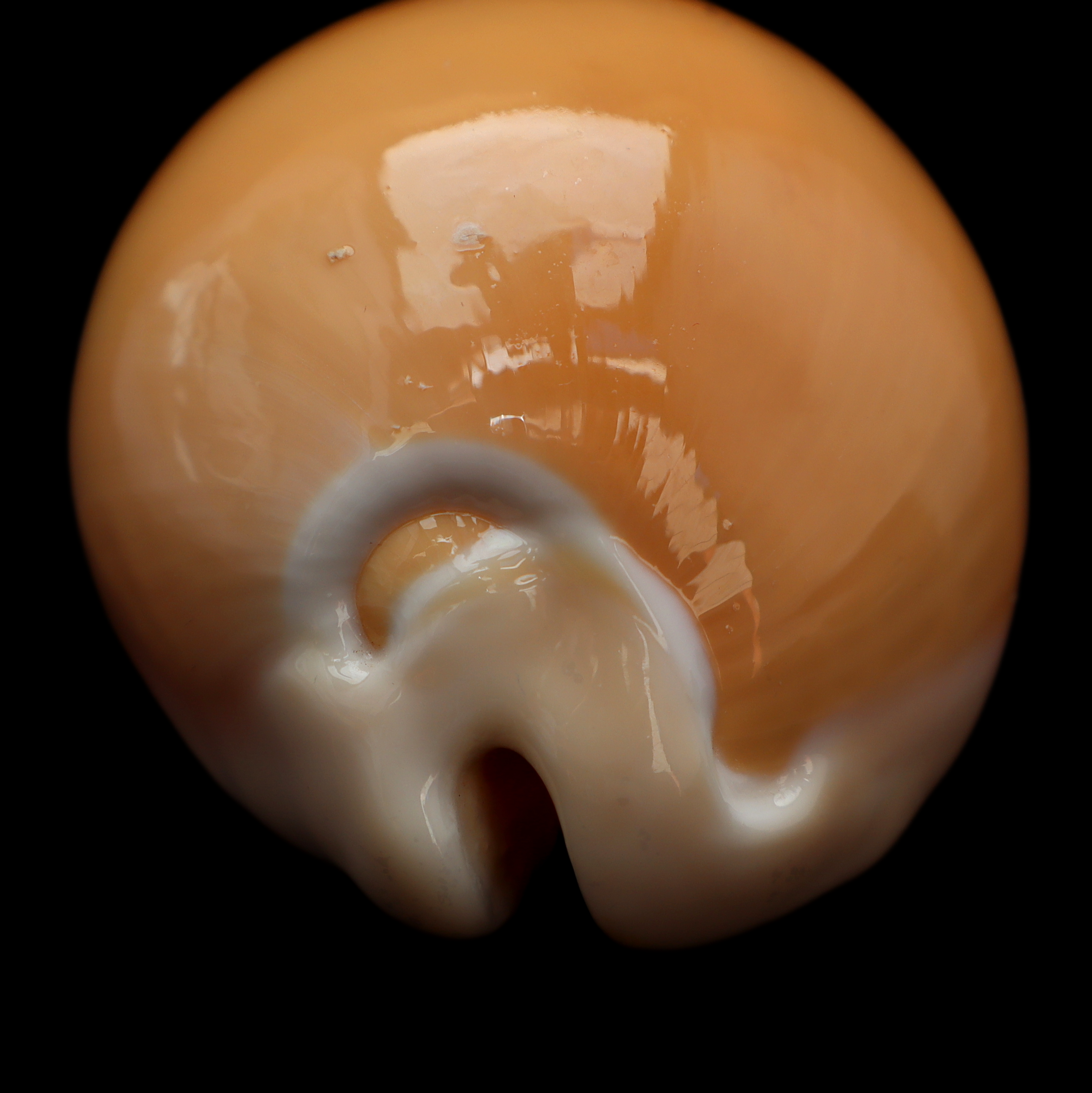 CY851 Callistocypraea aurantium