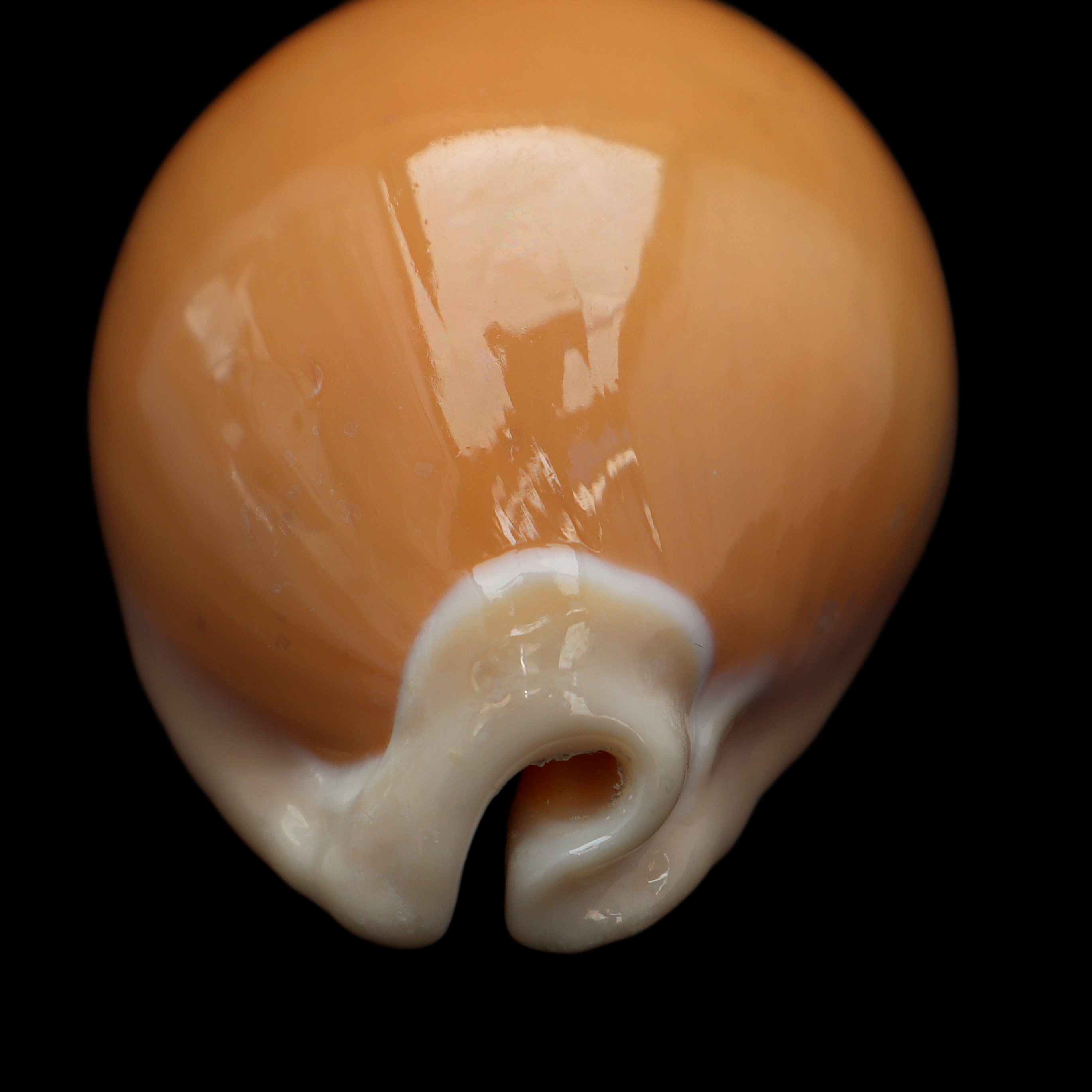 CY851 Callistocypraea aurantium