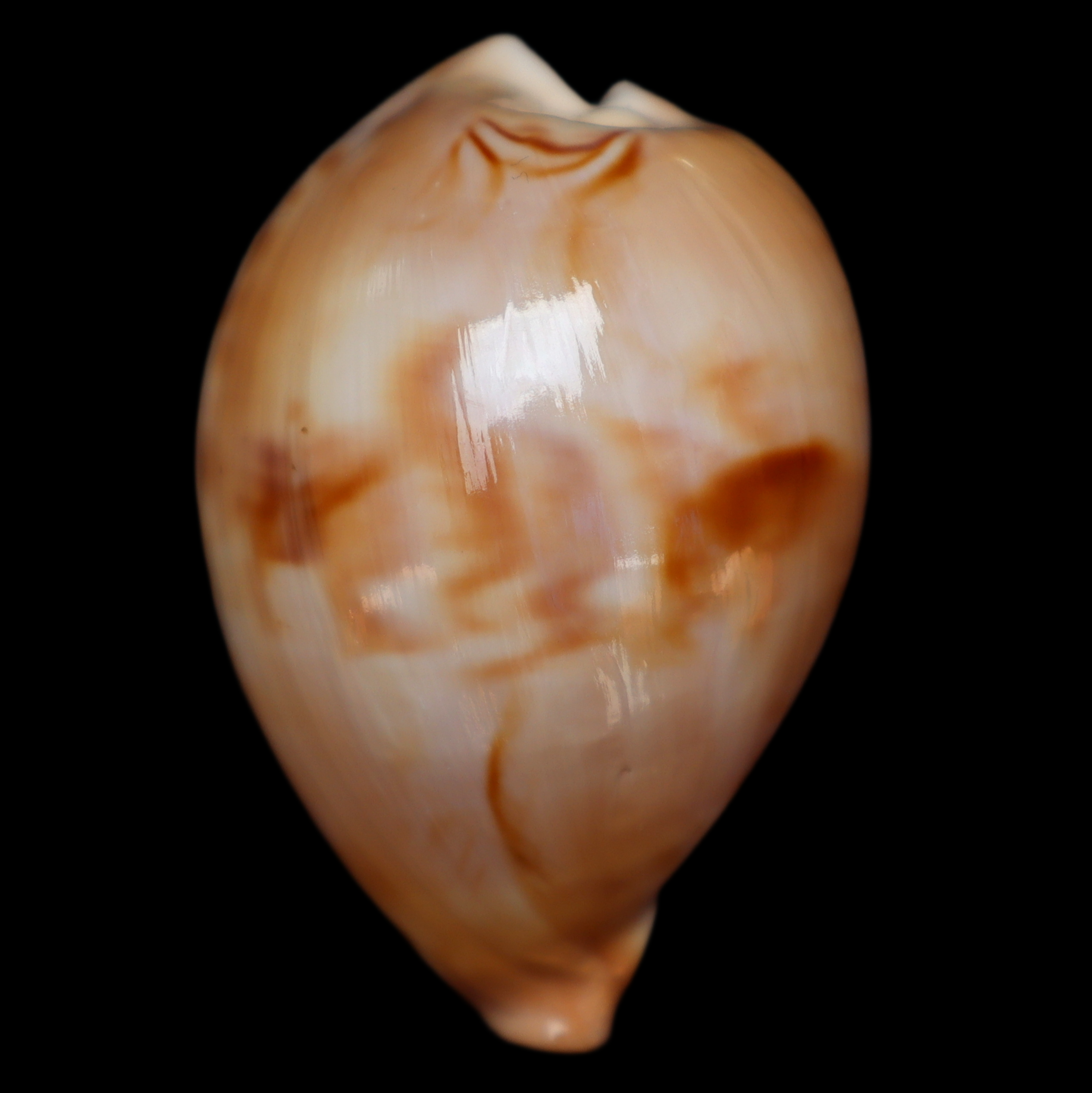 CY513 Barycypraea fultoni