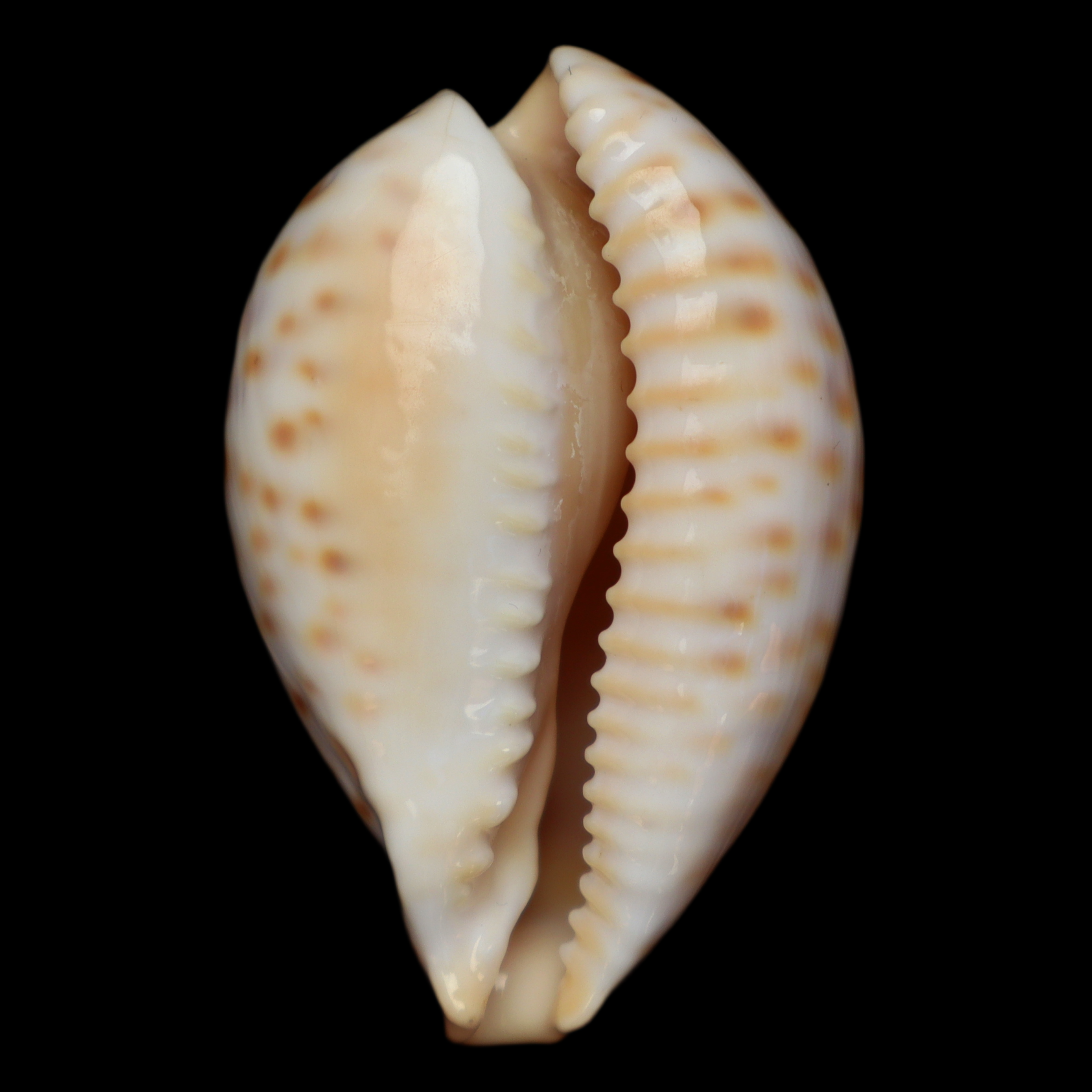 CY513 Barycypraea fultoni