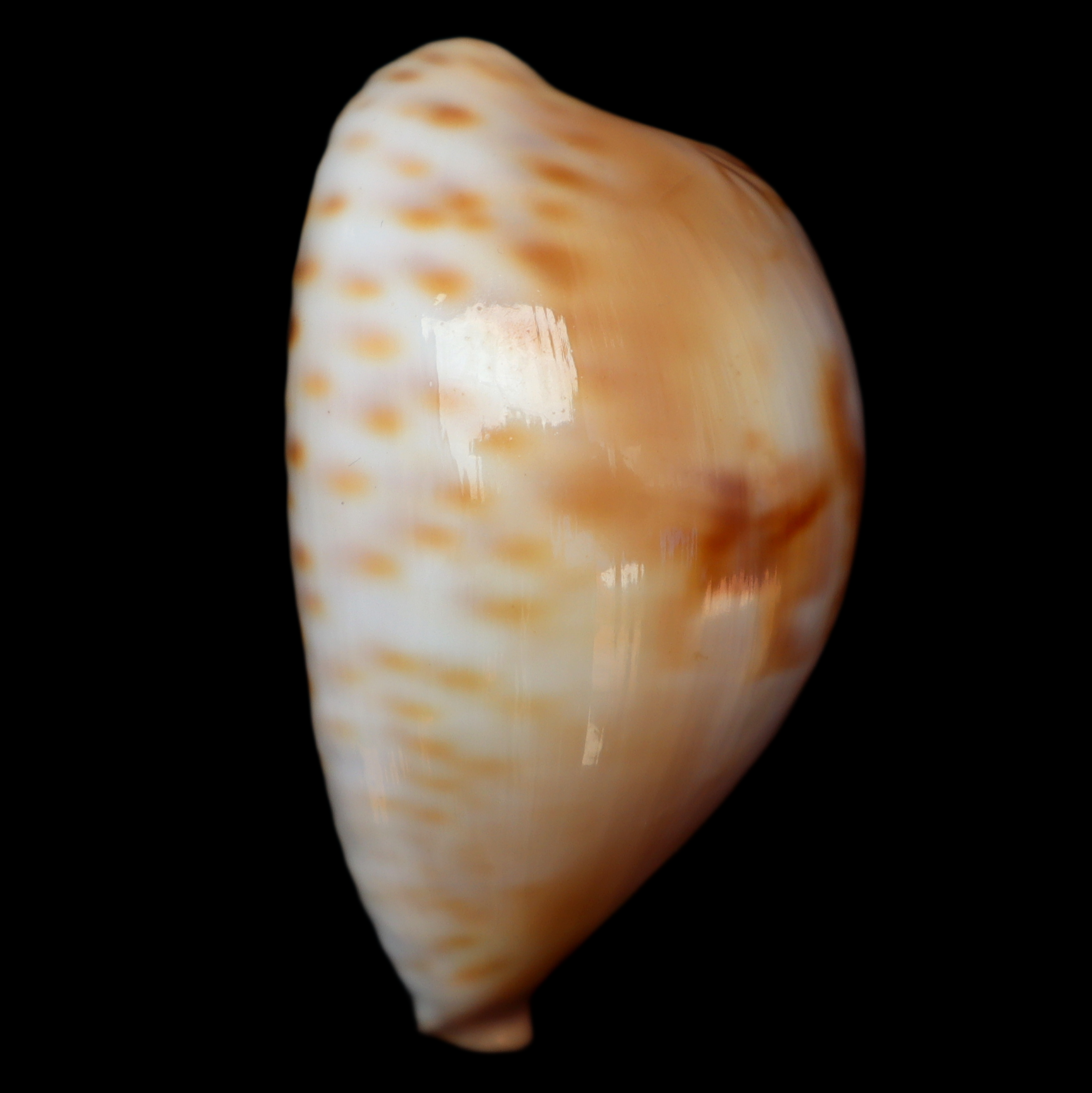 CY513 Barycypraea fultoni