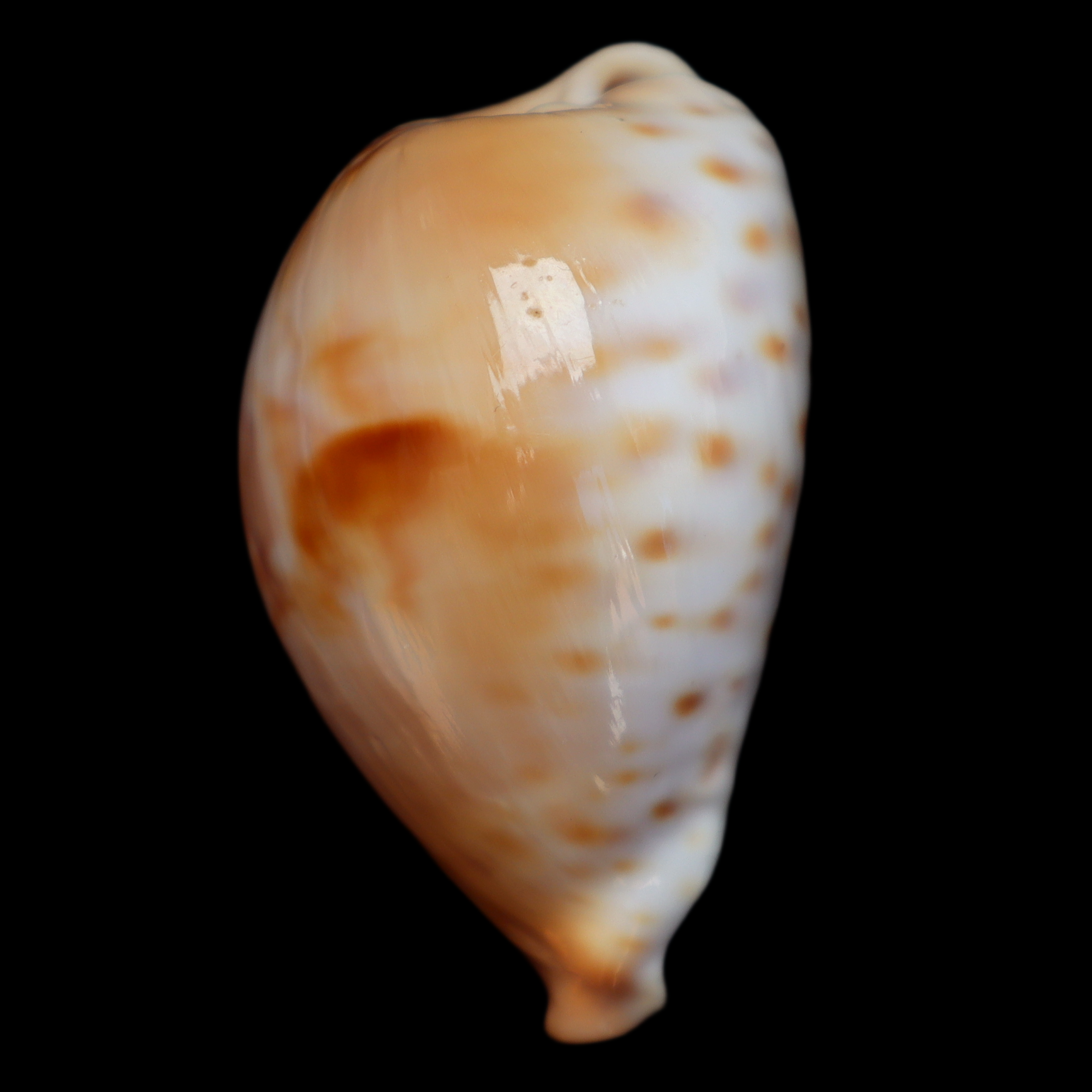 CY513 Barycypraea fultoni
