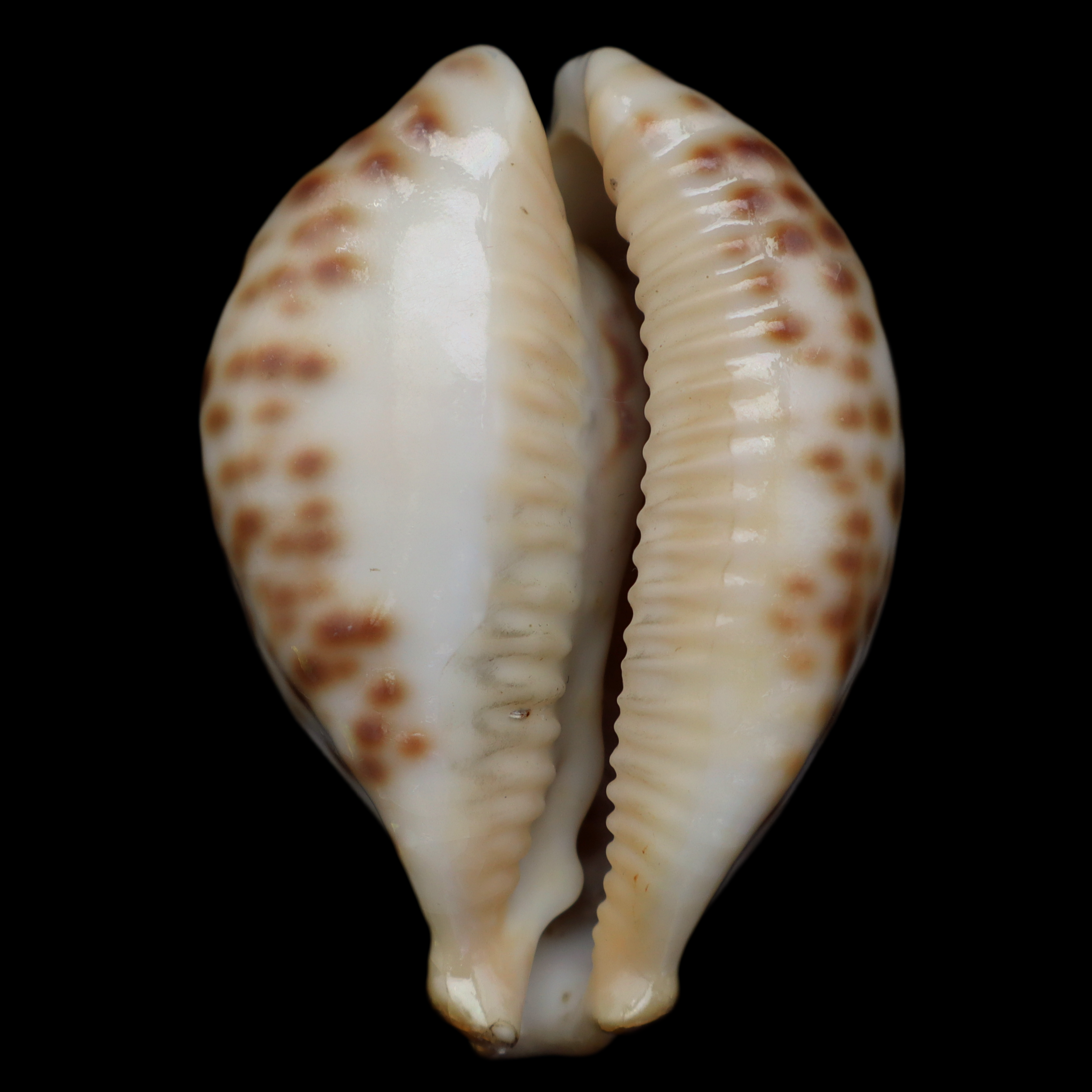 CY714 Barycypraea fultoni massieri