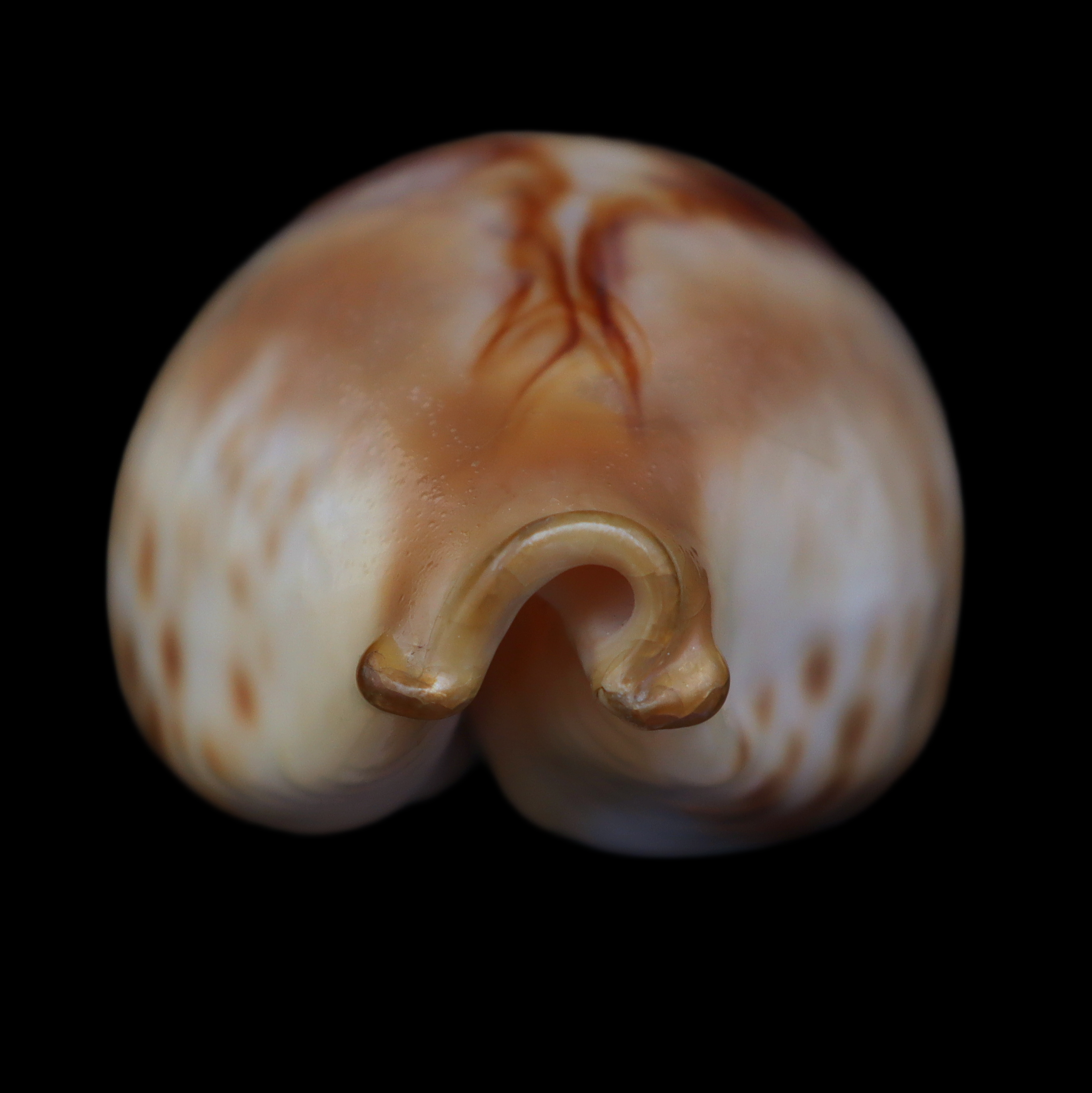 CY714 Barycypraea fultoni massieri