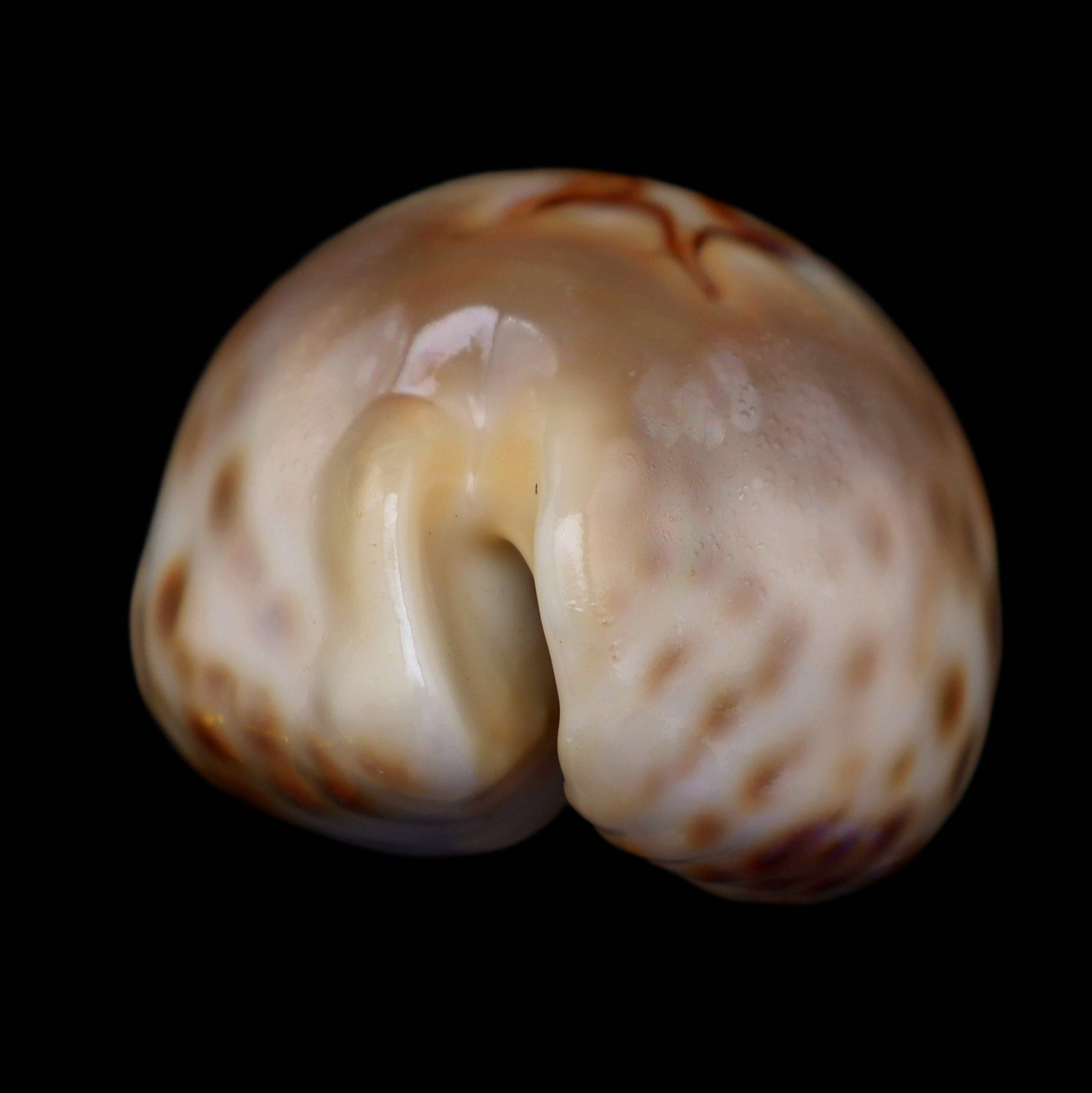 CY714 Barycypraea fultoni massieri